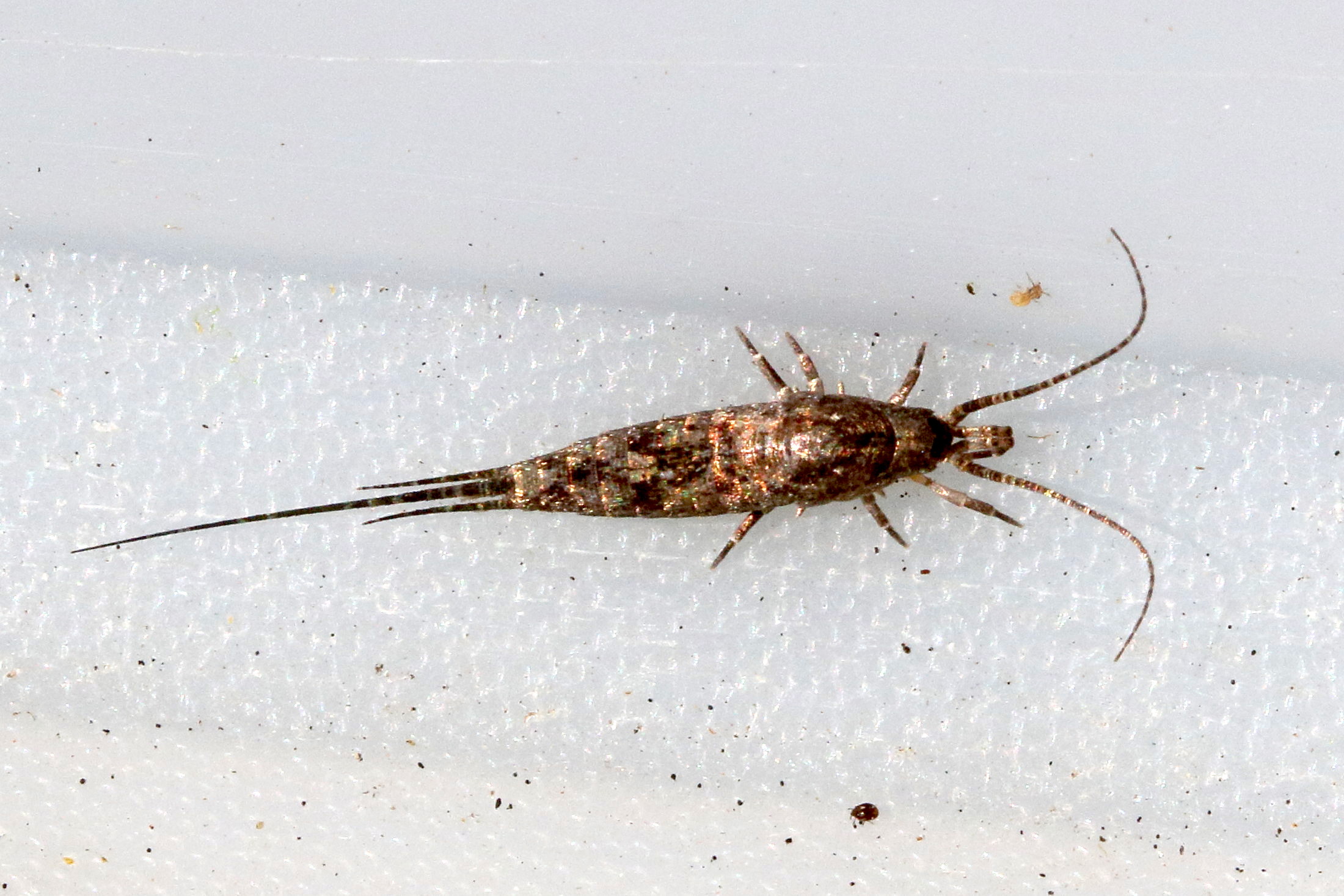 trigoniophthalmus_alternatus2md