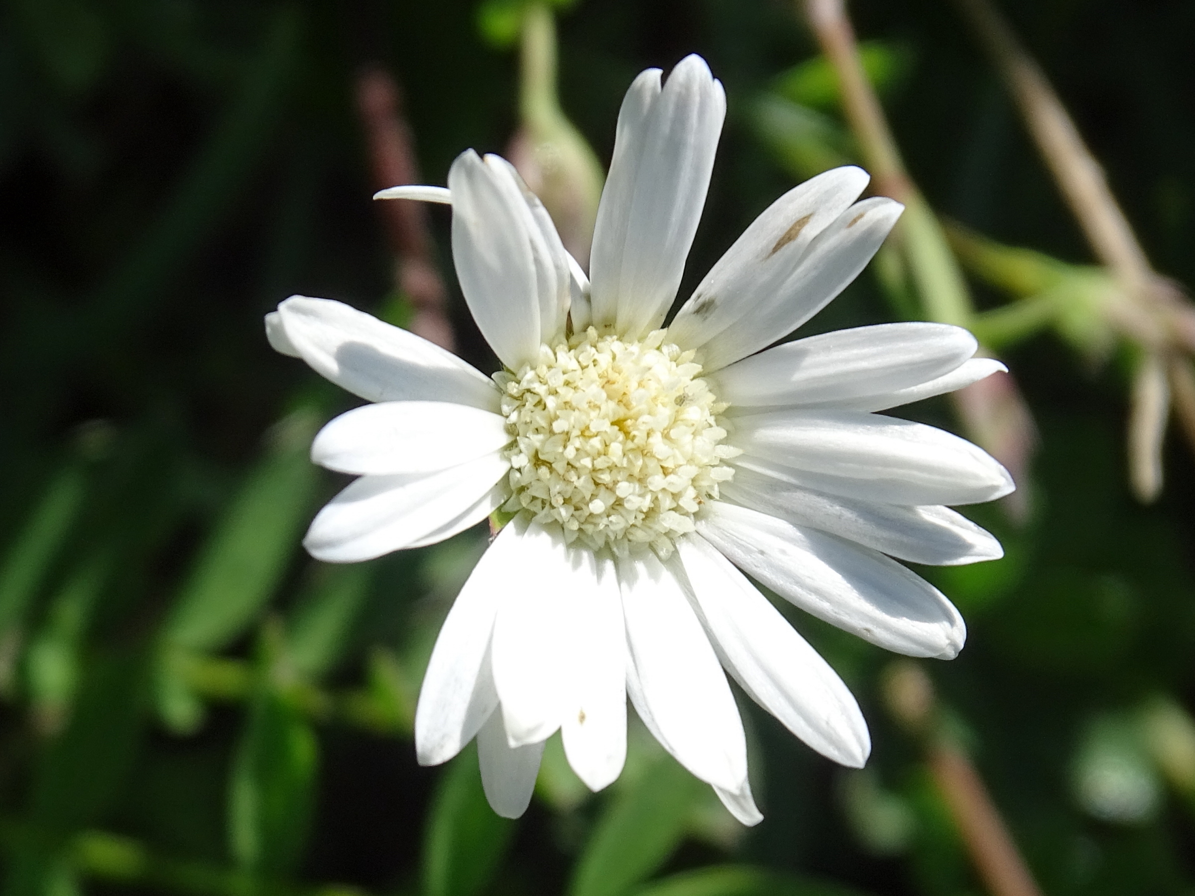 Afficher le média bellidiastrum_michelii3mv bellidiastrum_michelii3mv