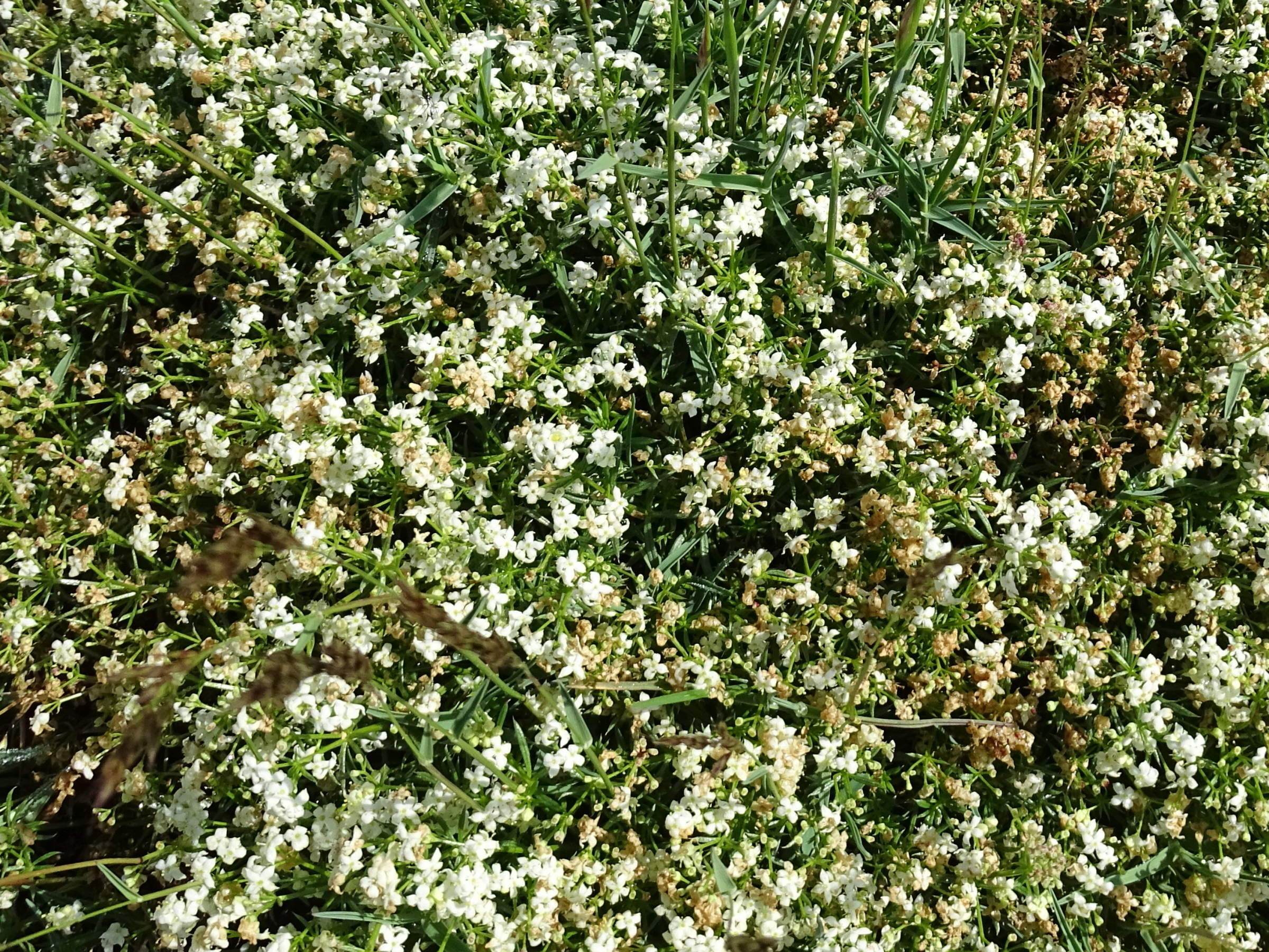 Afficher le média galium_pusillum1mv galium_pusillum1mv