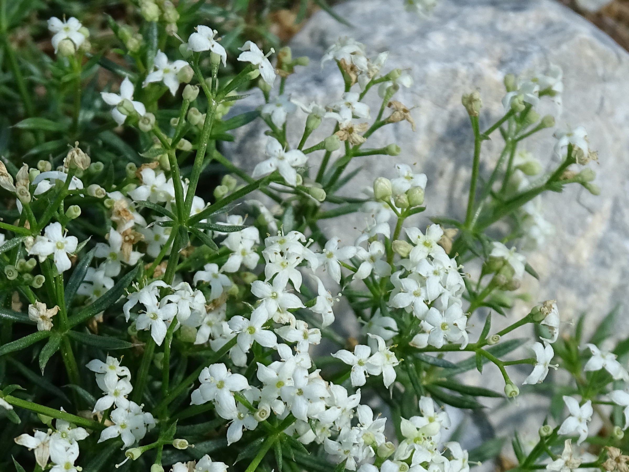 Afficher le média galium_pusillum2mv galium_pusillum2mv