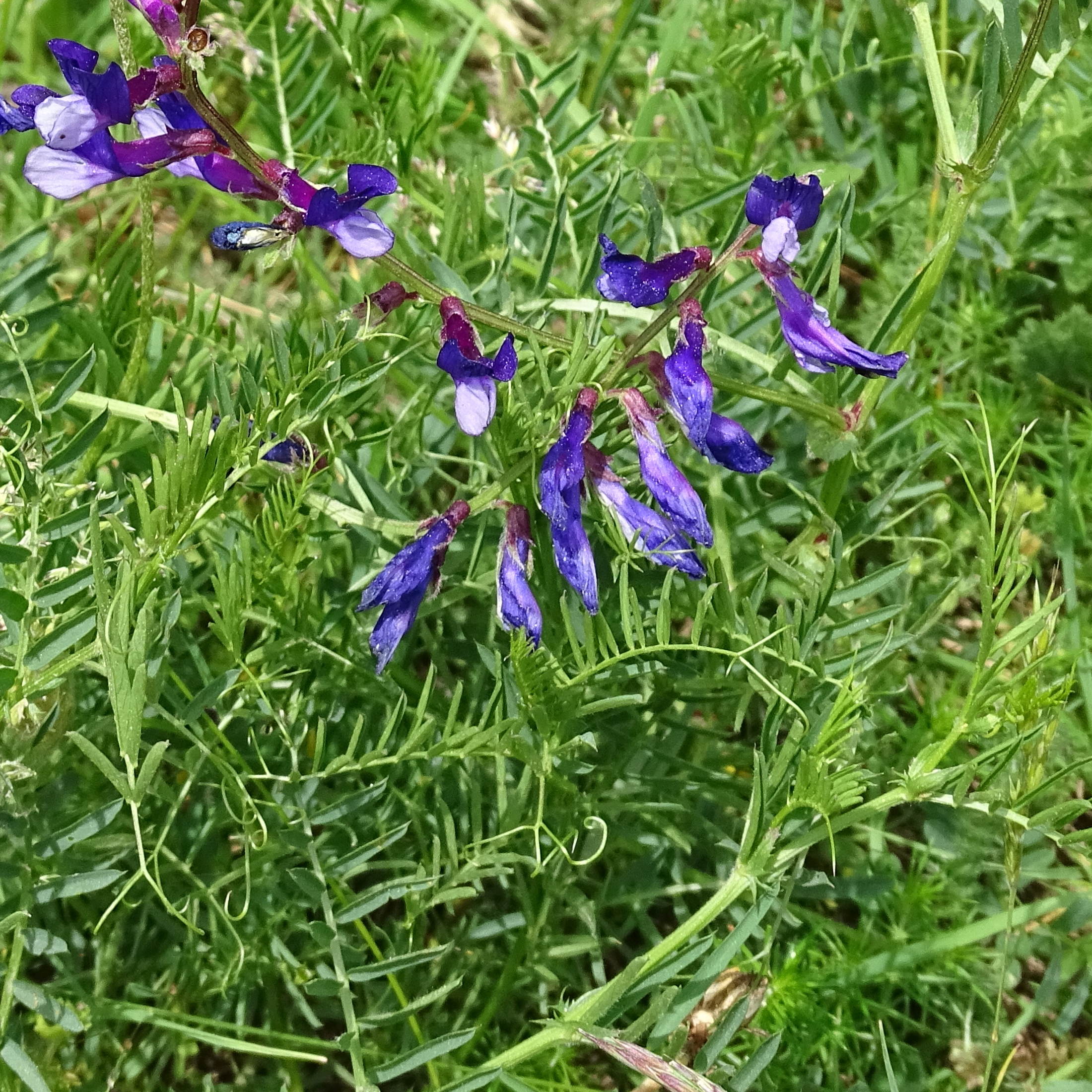vicia_onobrychioides4mv