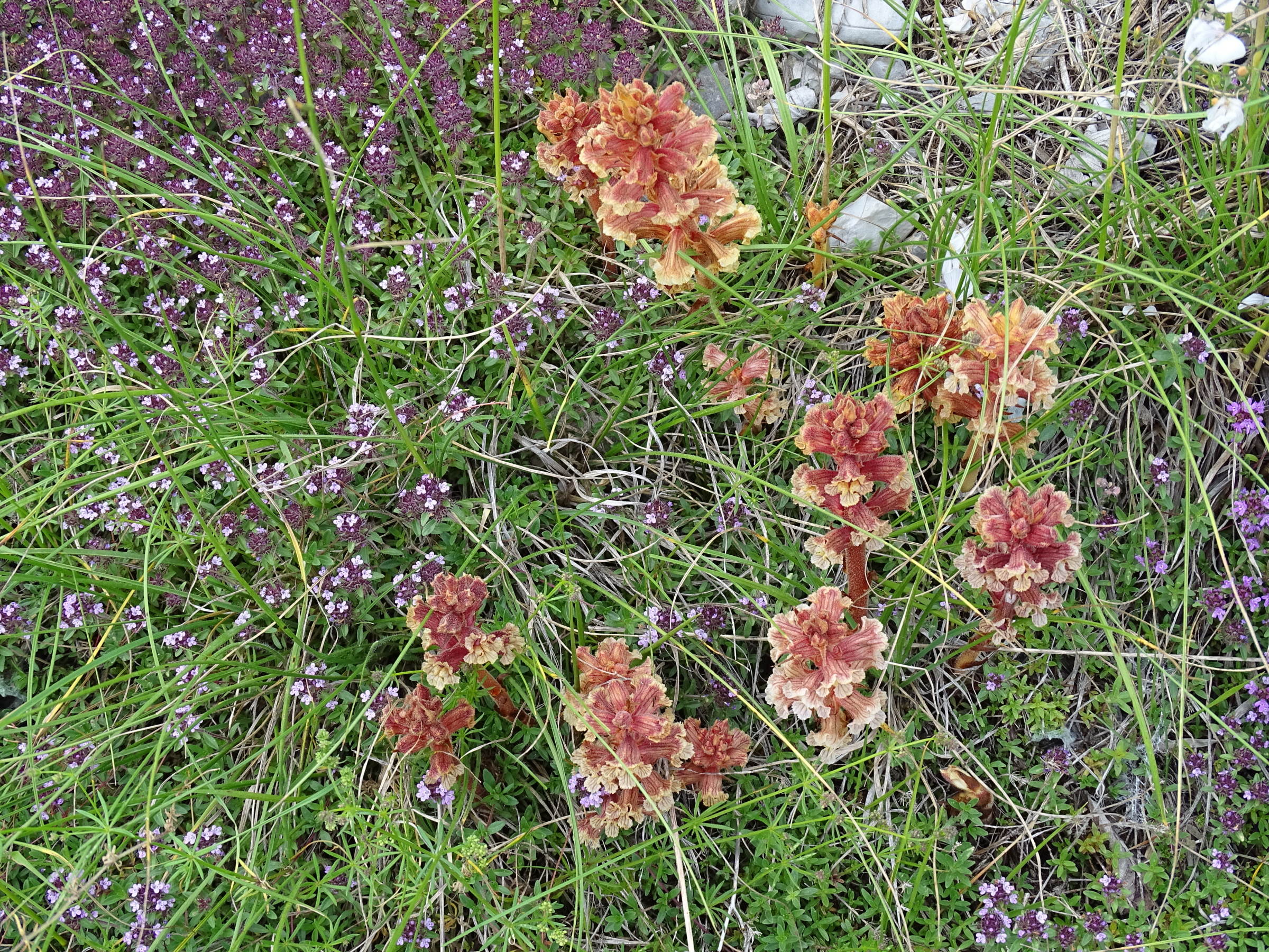 Afficher le média orobanche_alba1mv orobanche_alba1mv