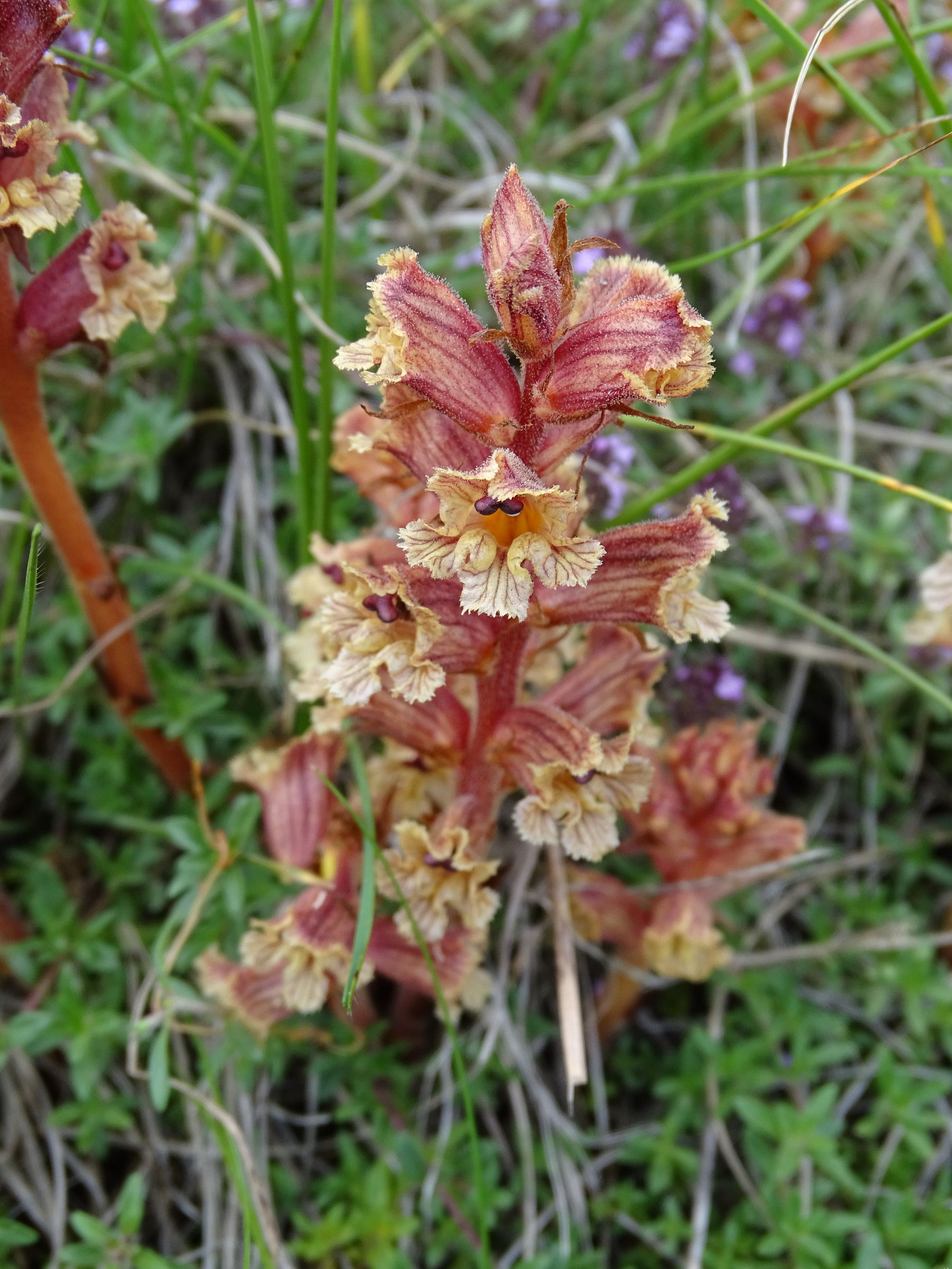 Afficher le média orobanche_alba2mv orobanche_alba2mv