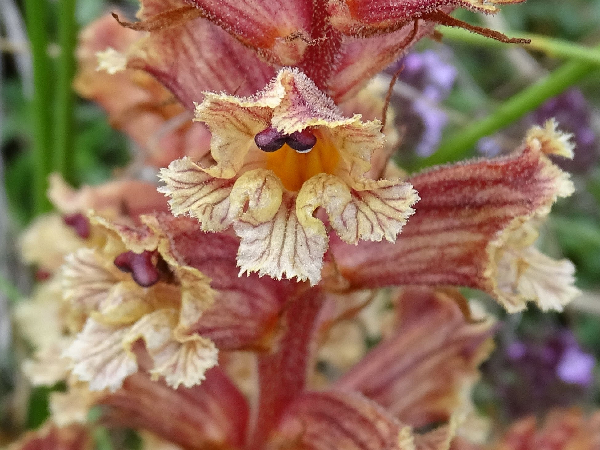 Afficher le média orobanche_alba3mv orobanche_alba3mv