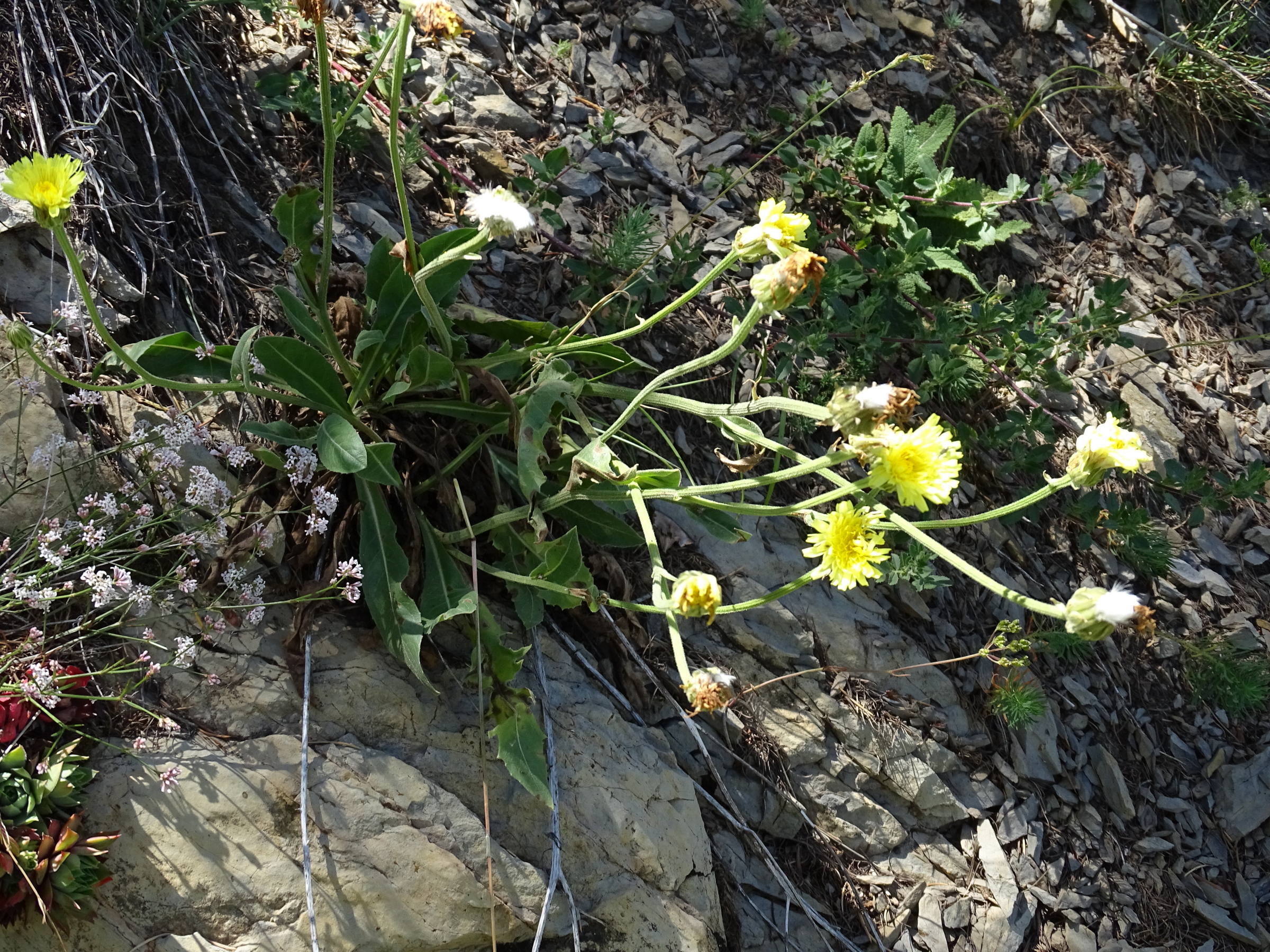Afficher le média crepis_albida1mv crepis_albida1mv