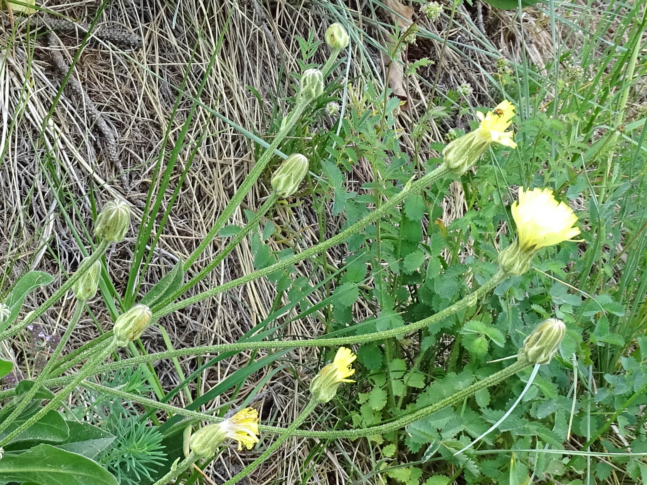 Afficher le média crepis_albida3mv crepis_albida3mv