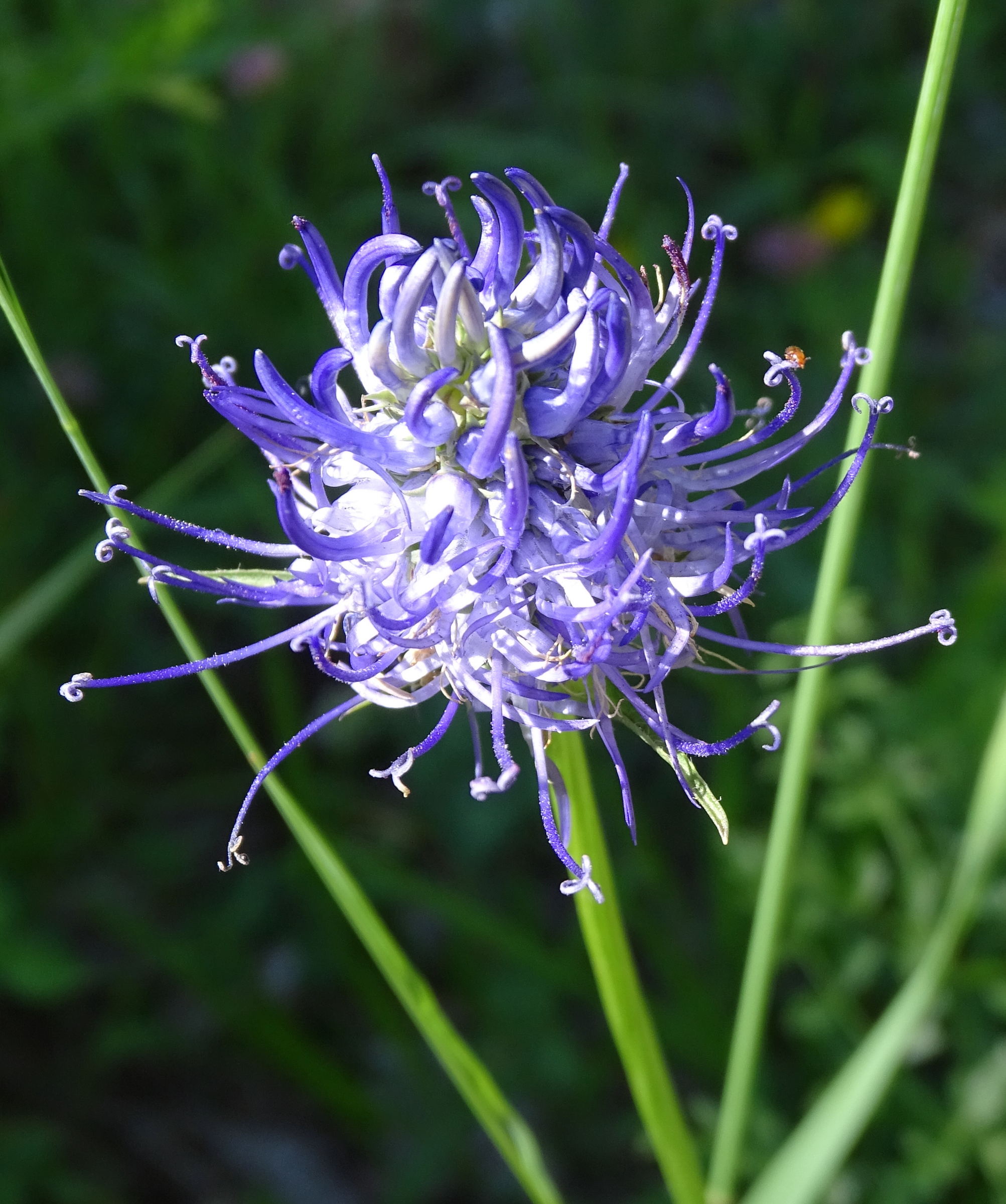 phyteuma_orbiculare3mv