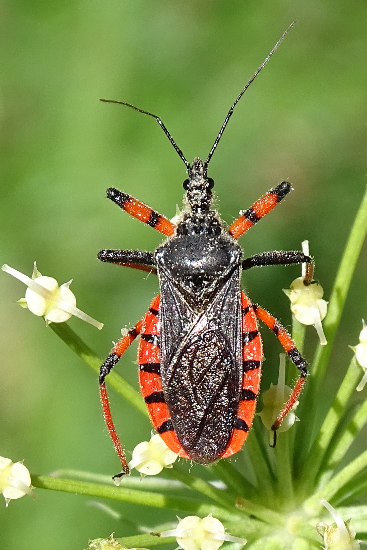 rhynocoris_annulatus2mv