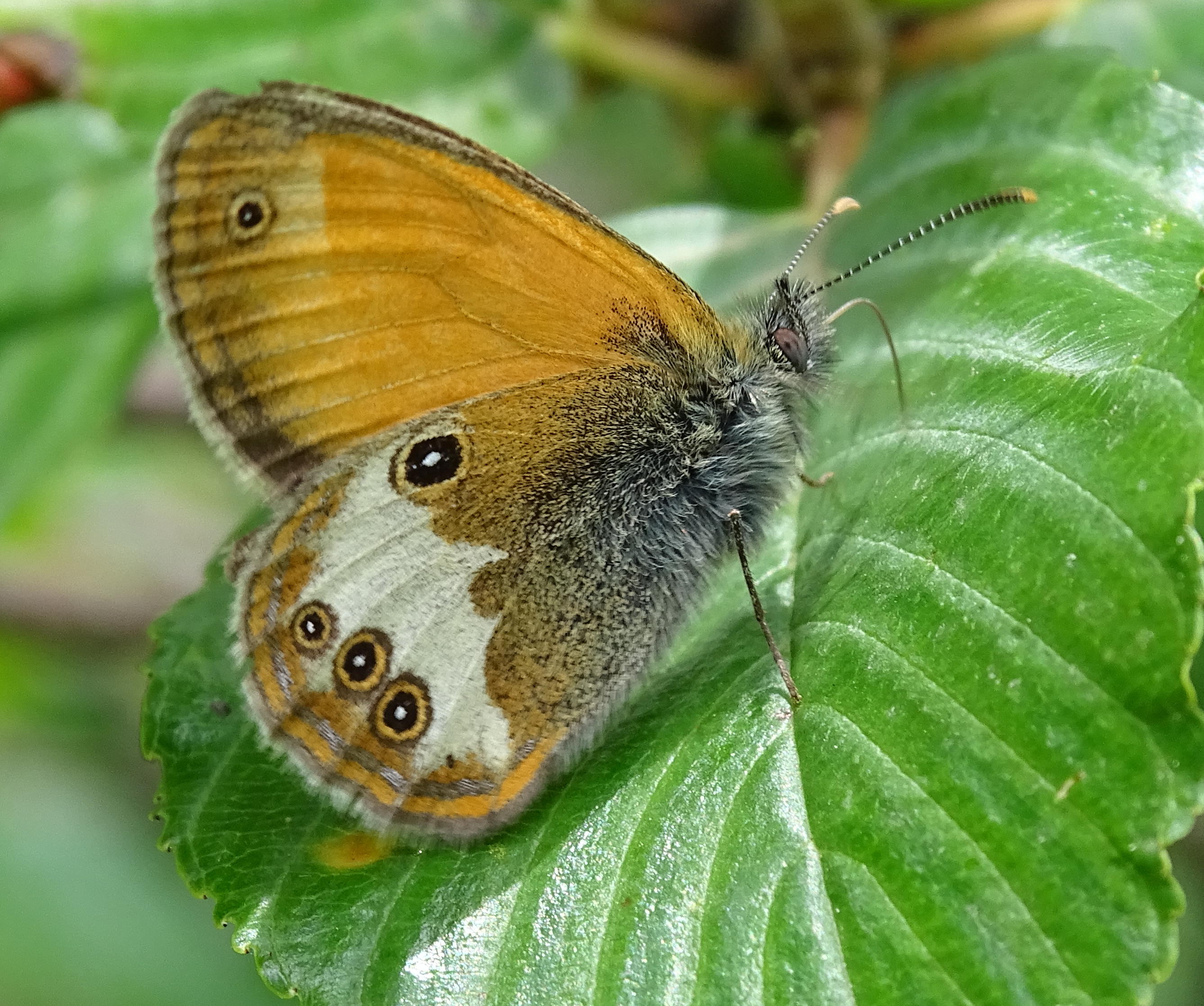 coenonympha_arcania3mv