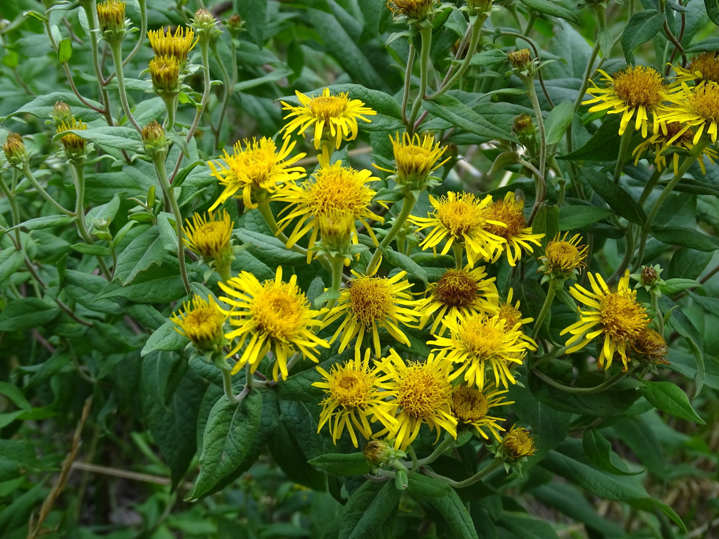 inula_helvetica1mv