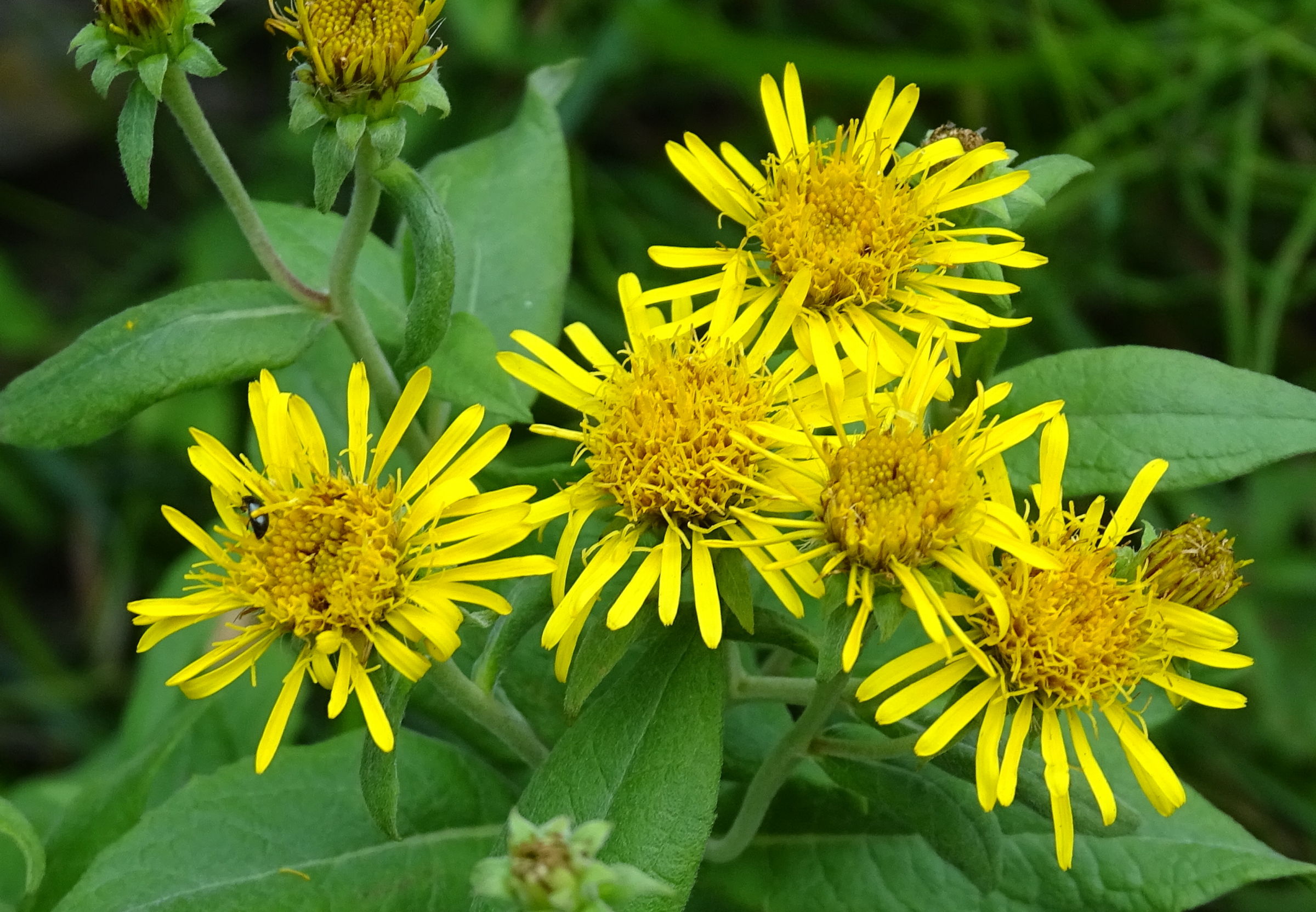 inula_helvetica2mv
