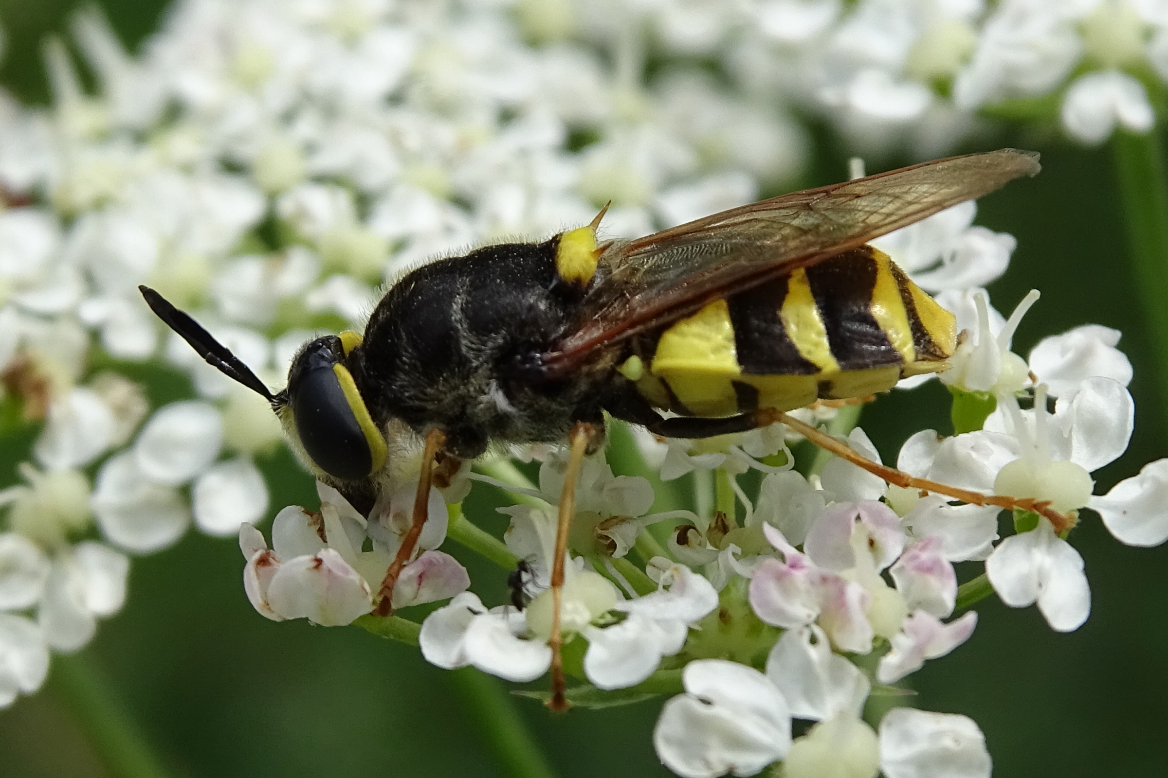 stratiomys_potamida5mv