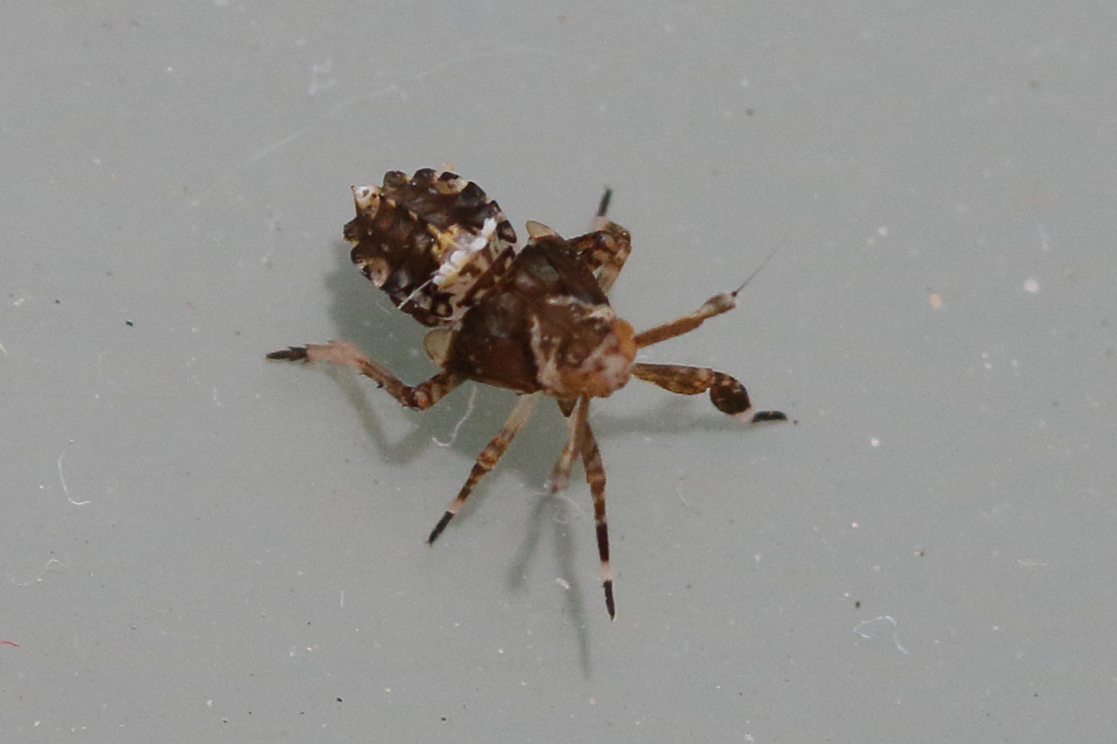 asiraca_clavicornis_juv1md