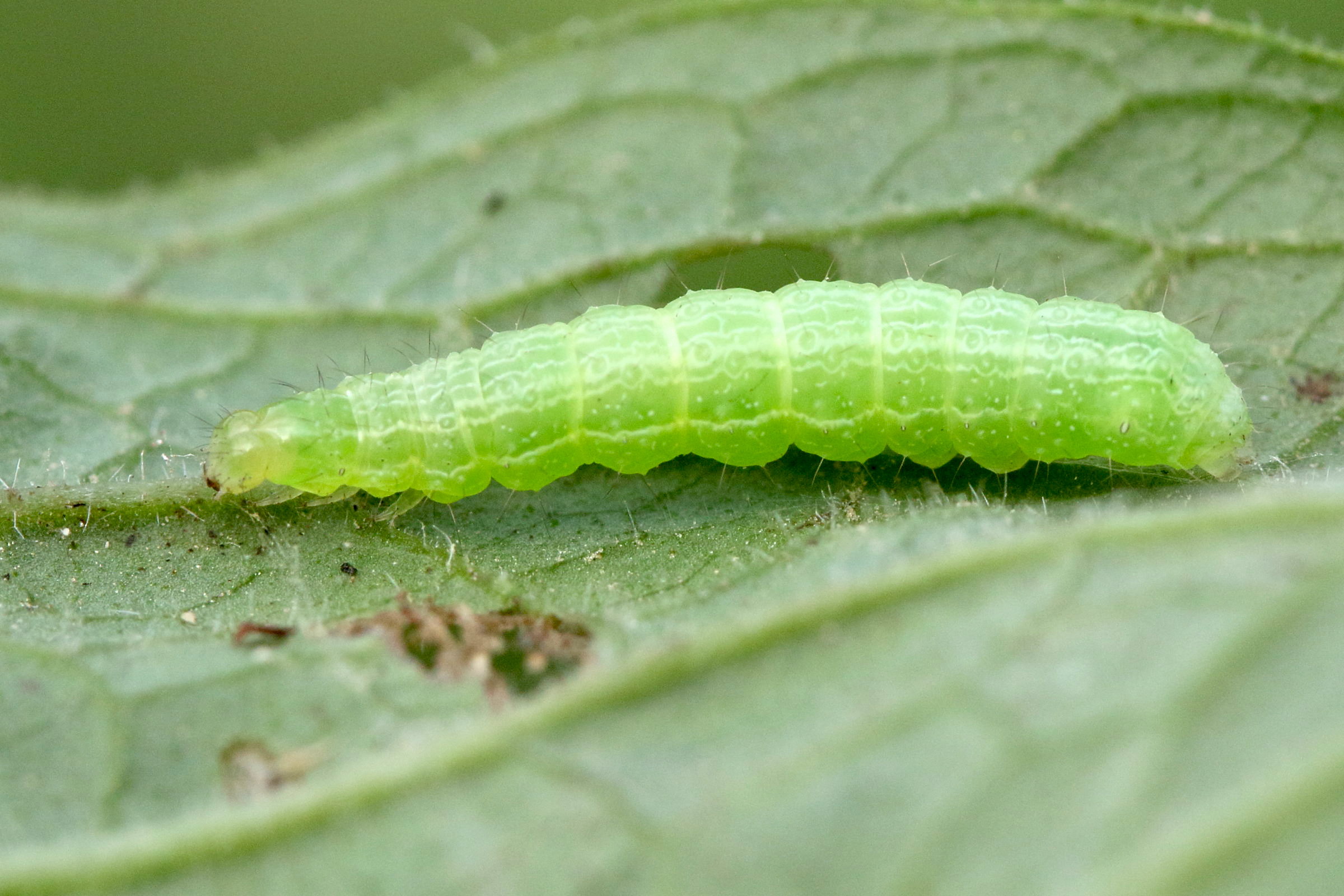 autographa_gamma_ch3md