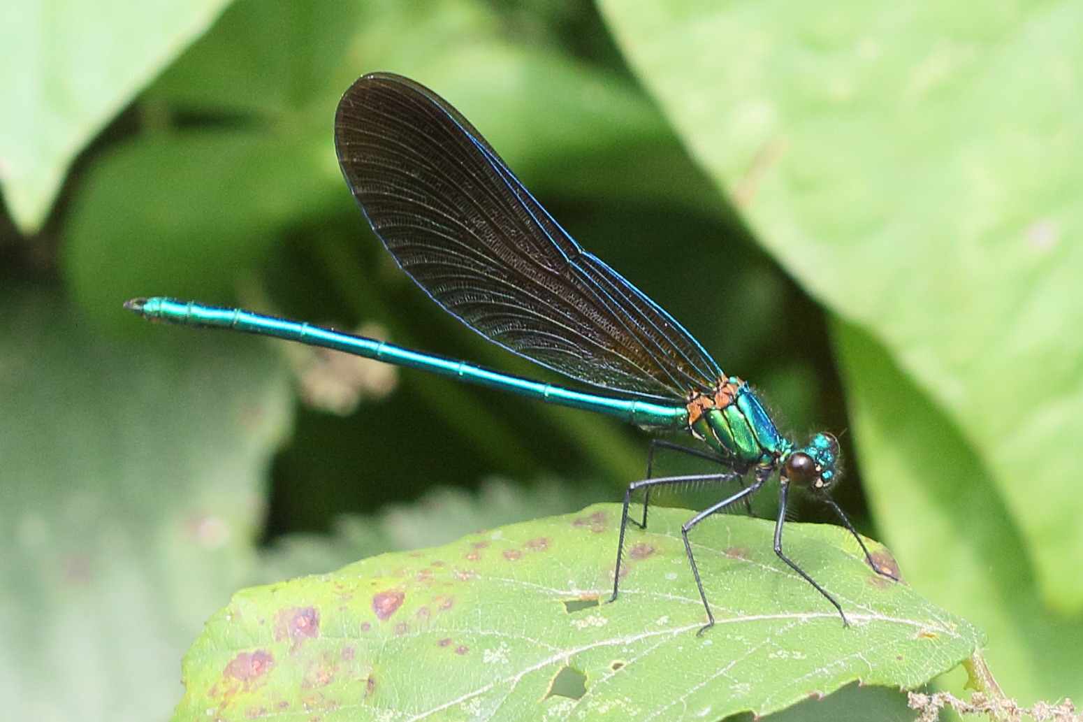 Afficher le média calopteryx_virgo4md calopteryx_virgo4md