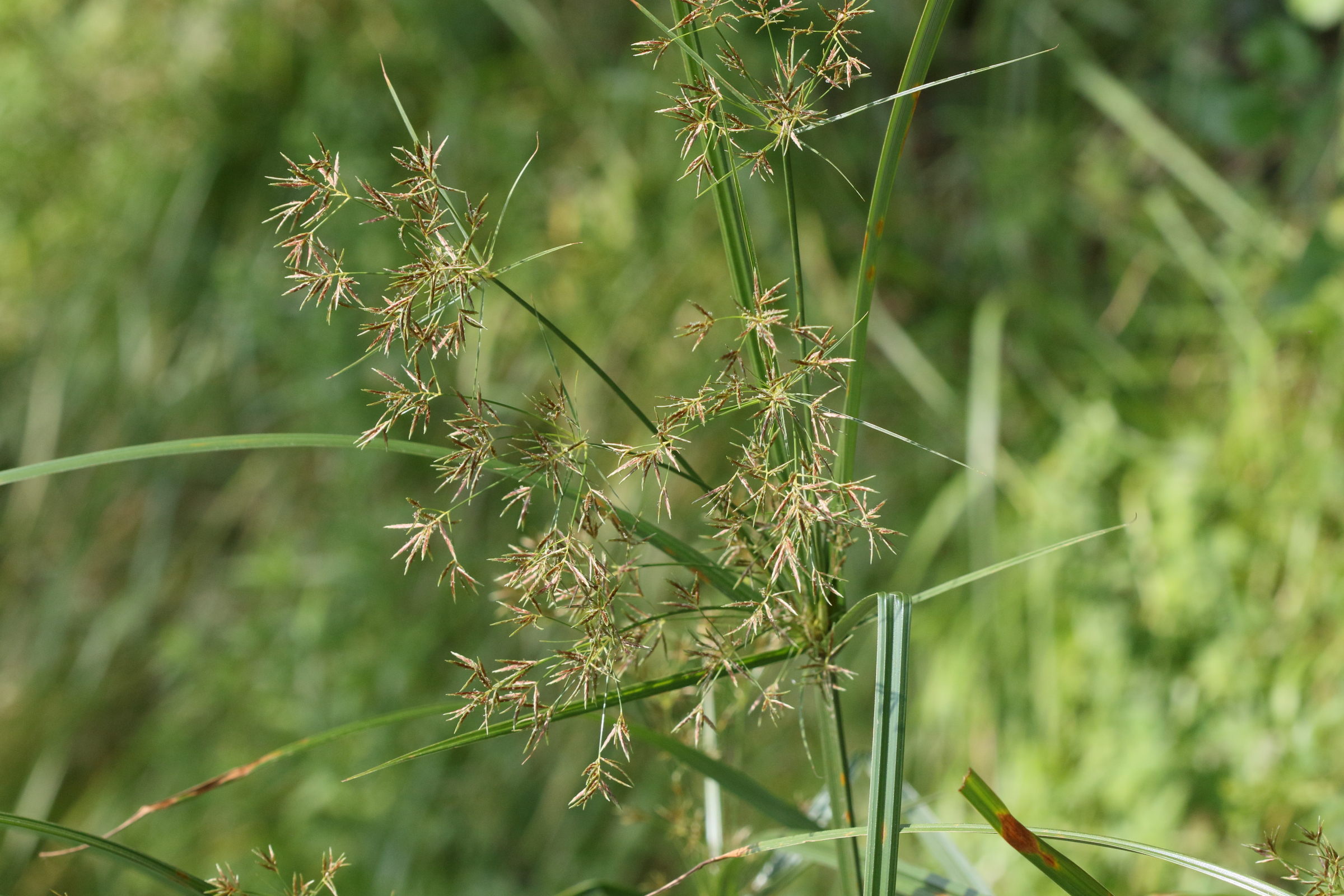 cyperus_longus1md