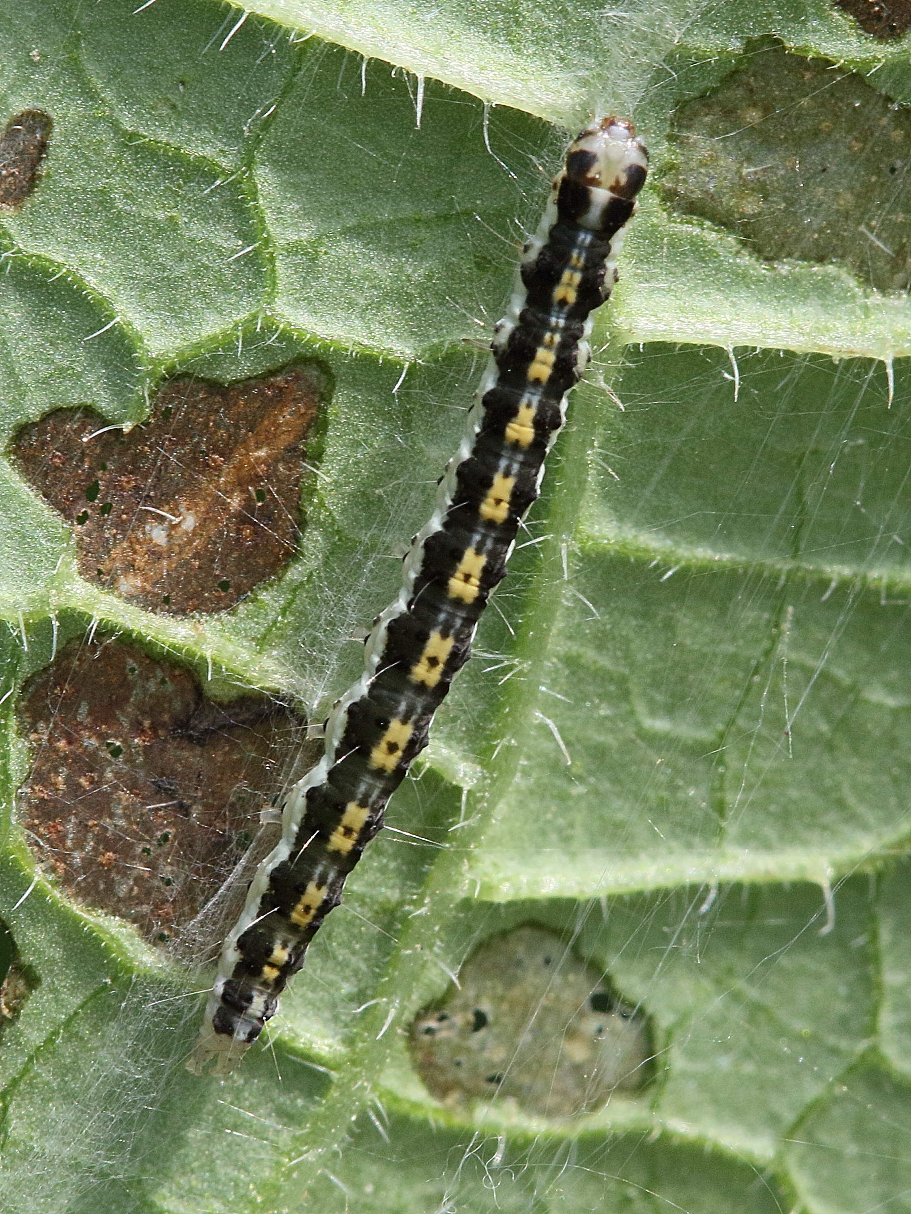 ethmia_quadrillella_ch1md