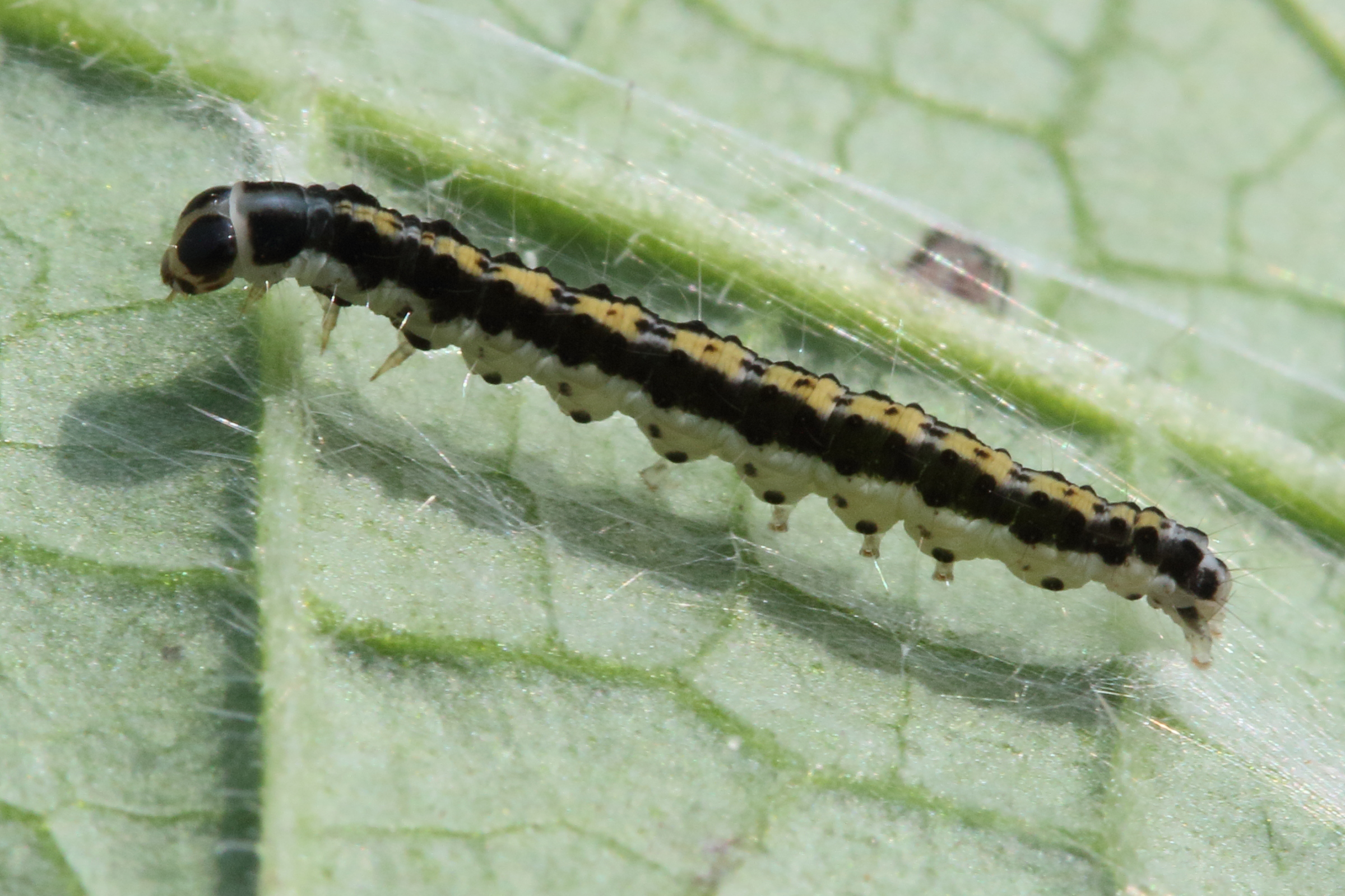 ethmia_quadrillella_ch2md