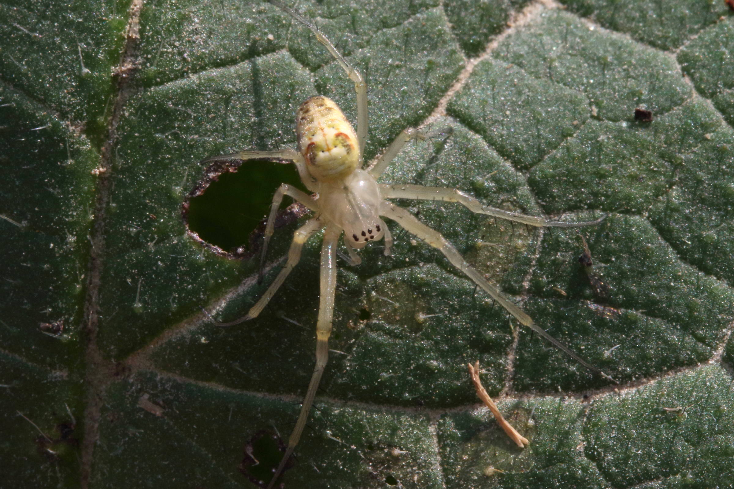 metellina_segmentata-mengei2md