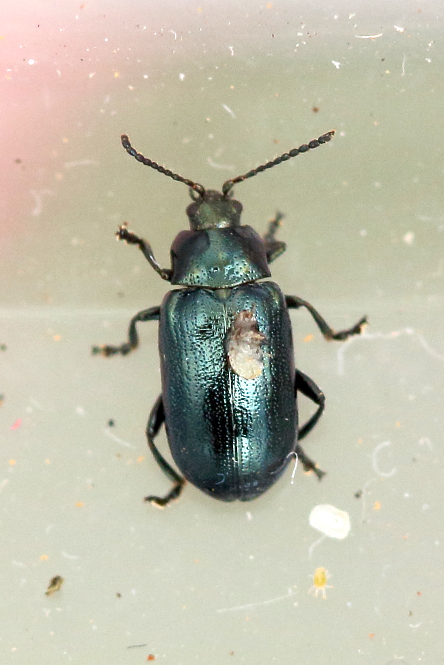 Afficher le média phratora_vulgatissima5md phratora_vulgatissima5md