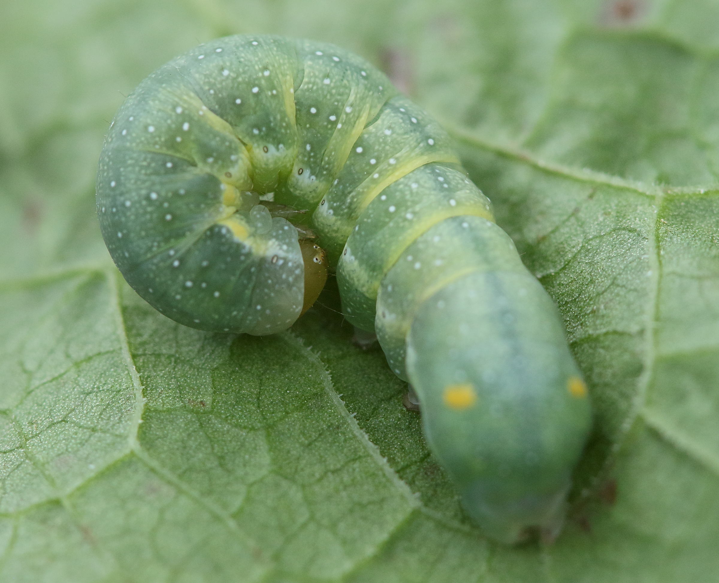 trachea_atriplicis_ch1md