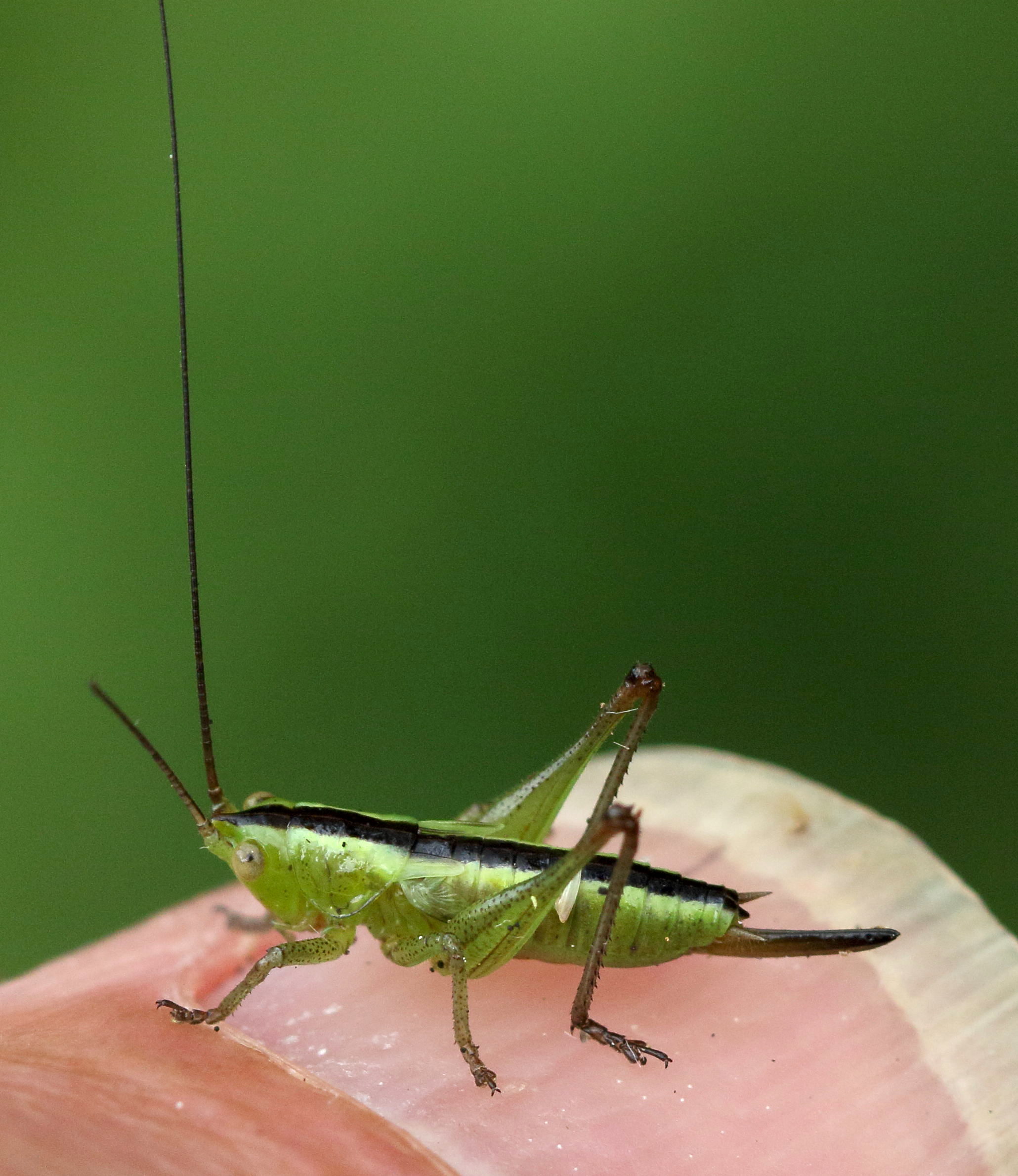 Afficher le média conocephalus_dorsalis2md conocephalus_dorsalis2md