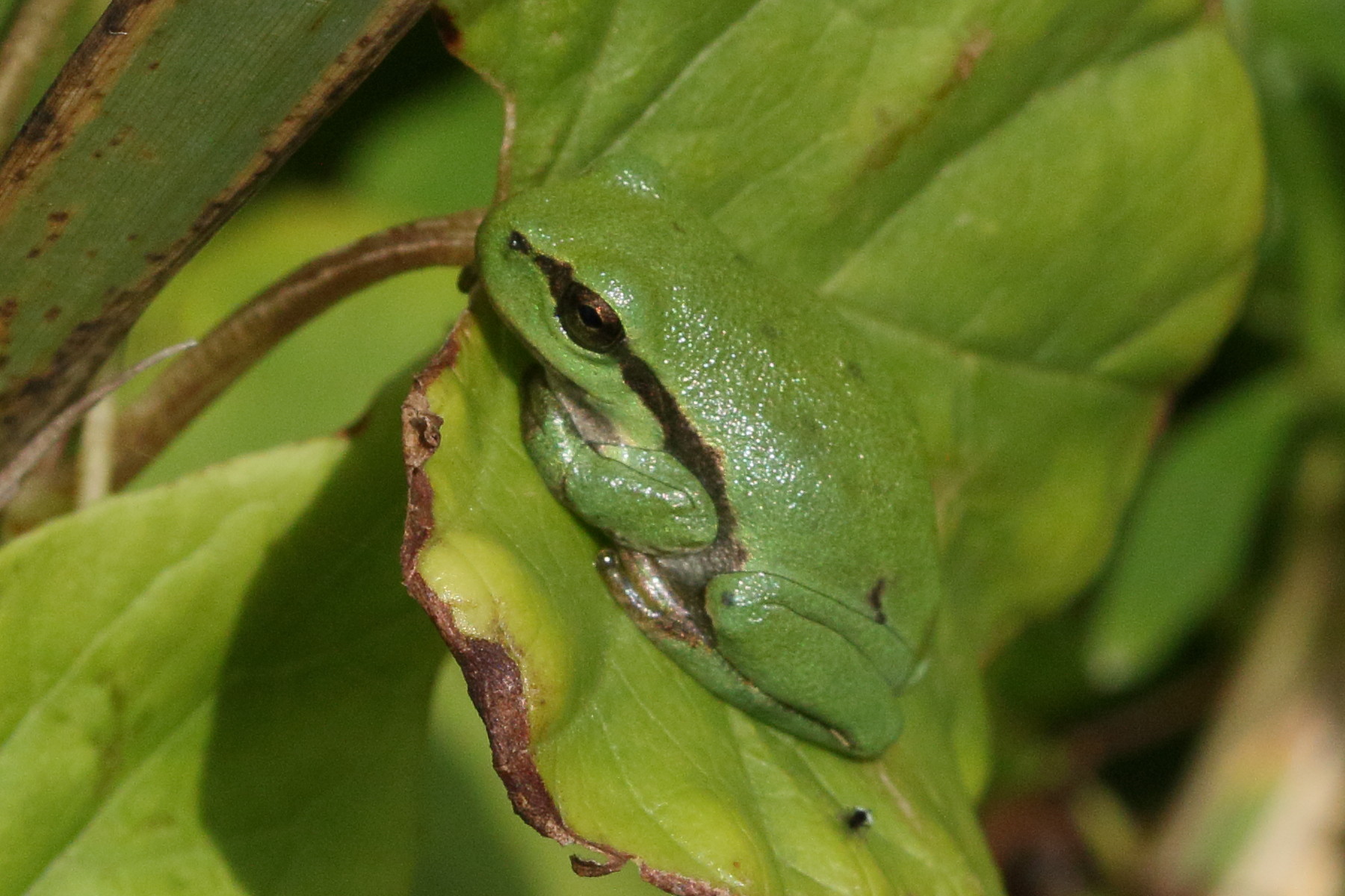 hyla_arborea4md