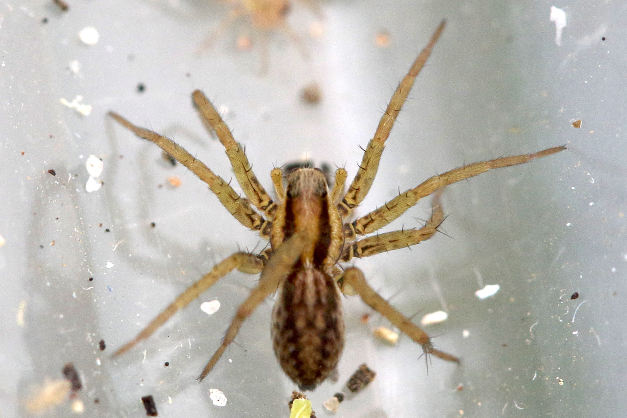 pardosa_nigriceps5md