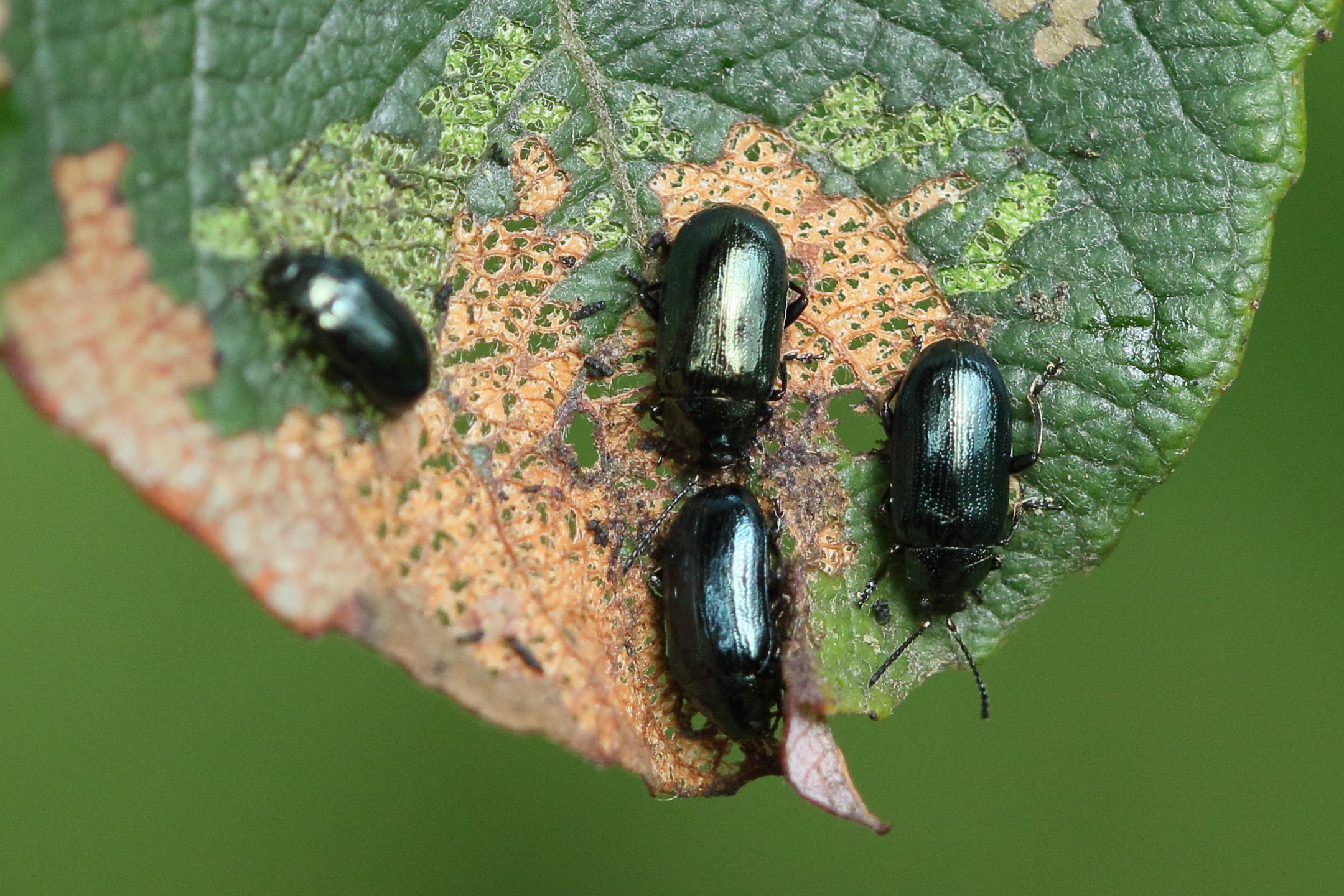 Afficher le média phratora_vulgatissima6md phratora_vulgatissima6md