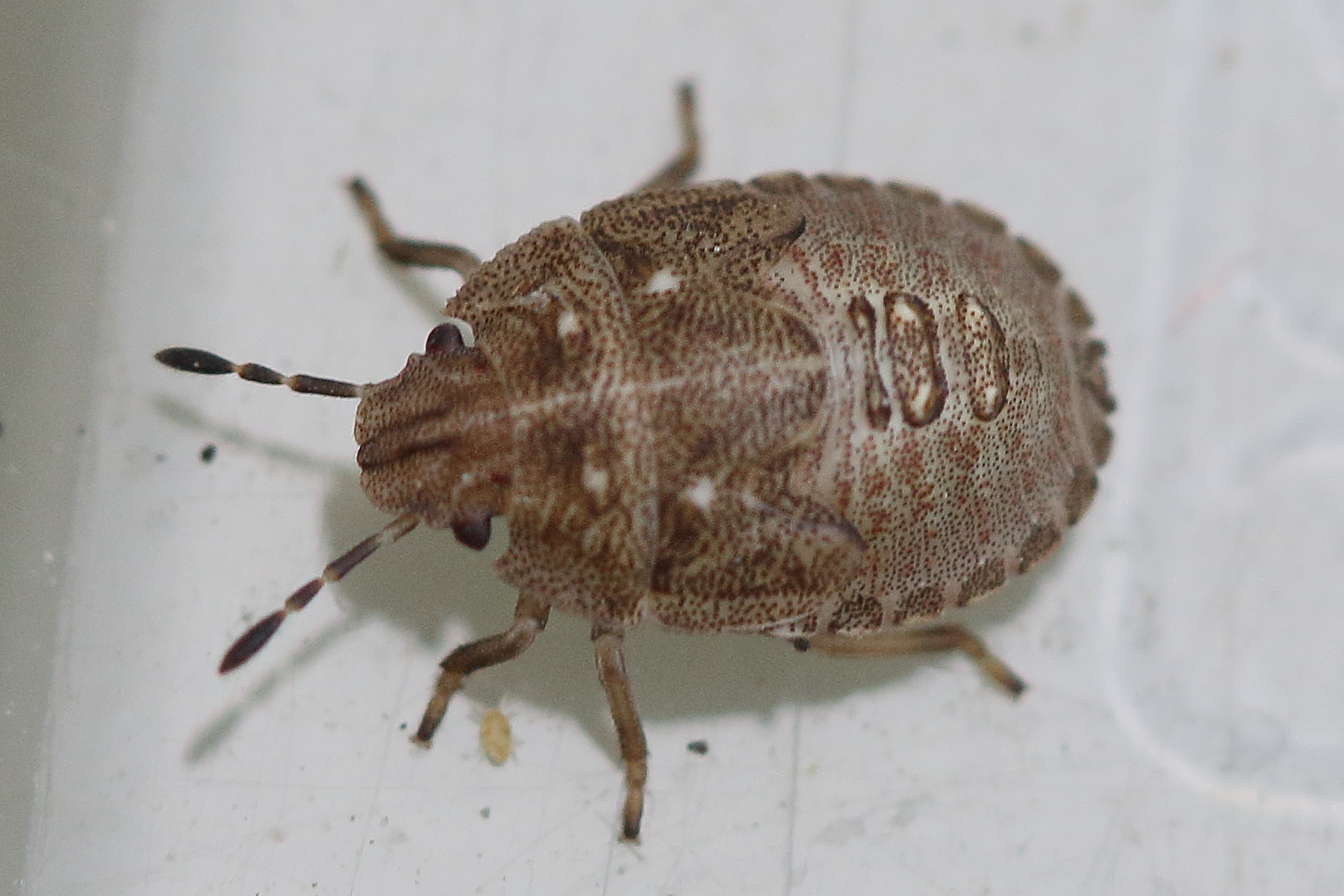 podops_inunctus_juv1md