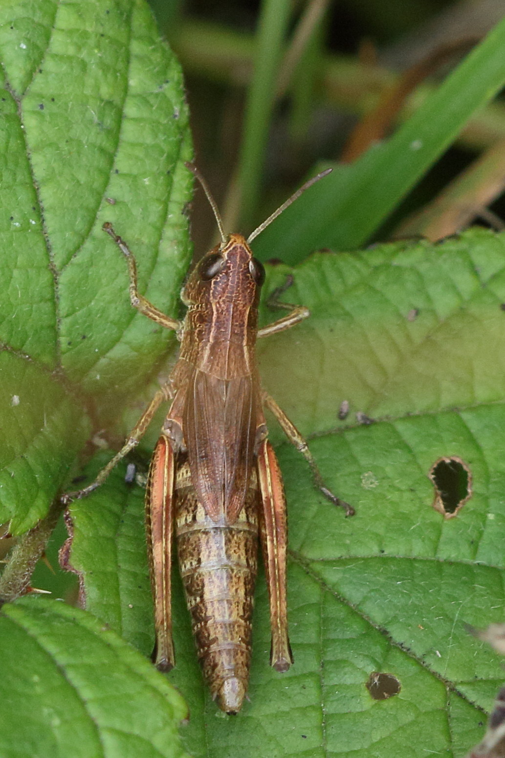 pseudochorthippus_parallelus7mc