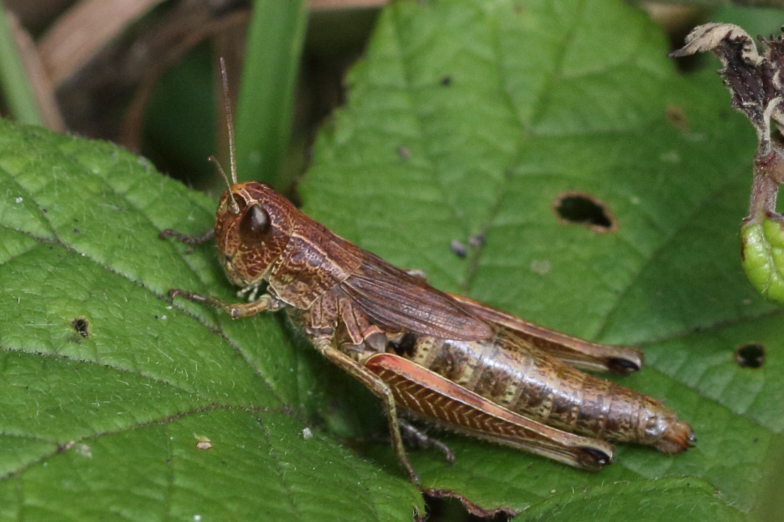 pseudochorthippus_parallelus8md