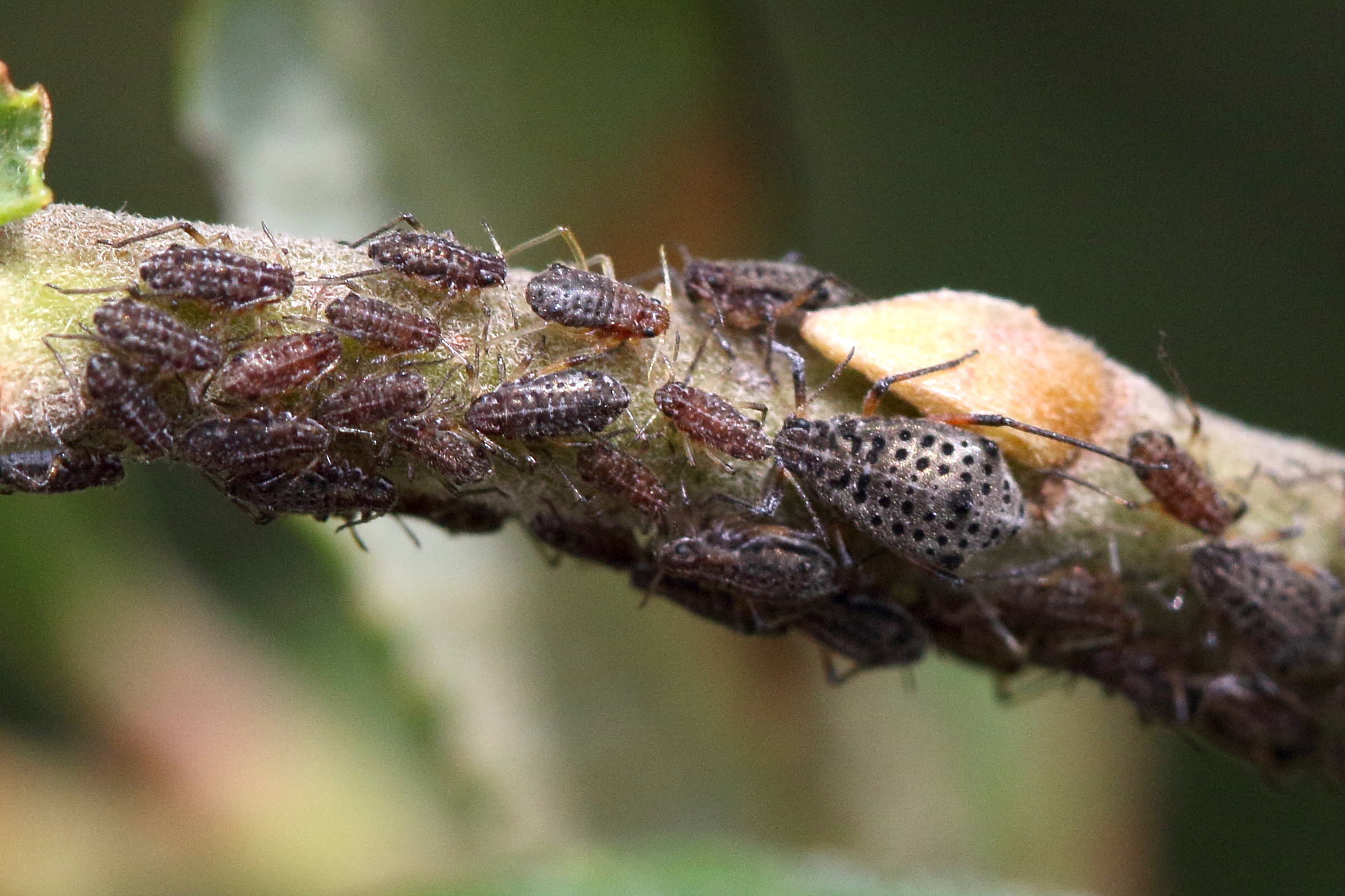 tuberolachnus_salignus1md