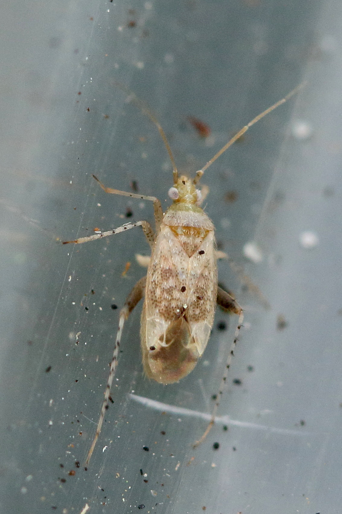 compsidolon_salicellum1md