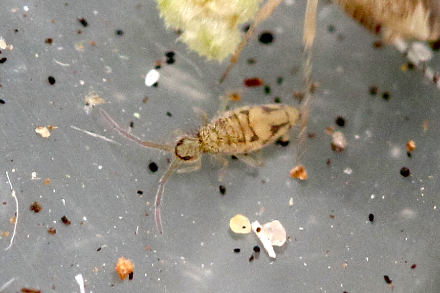 Afficher le média entomobrya_nivalis1md entomobrya_nivalis1md