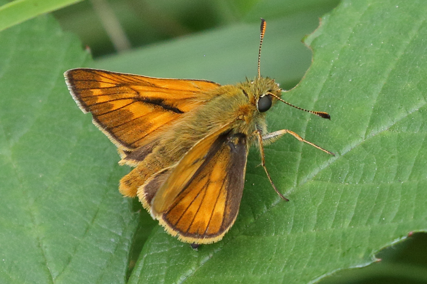 ochlodes_sylvanus6bd