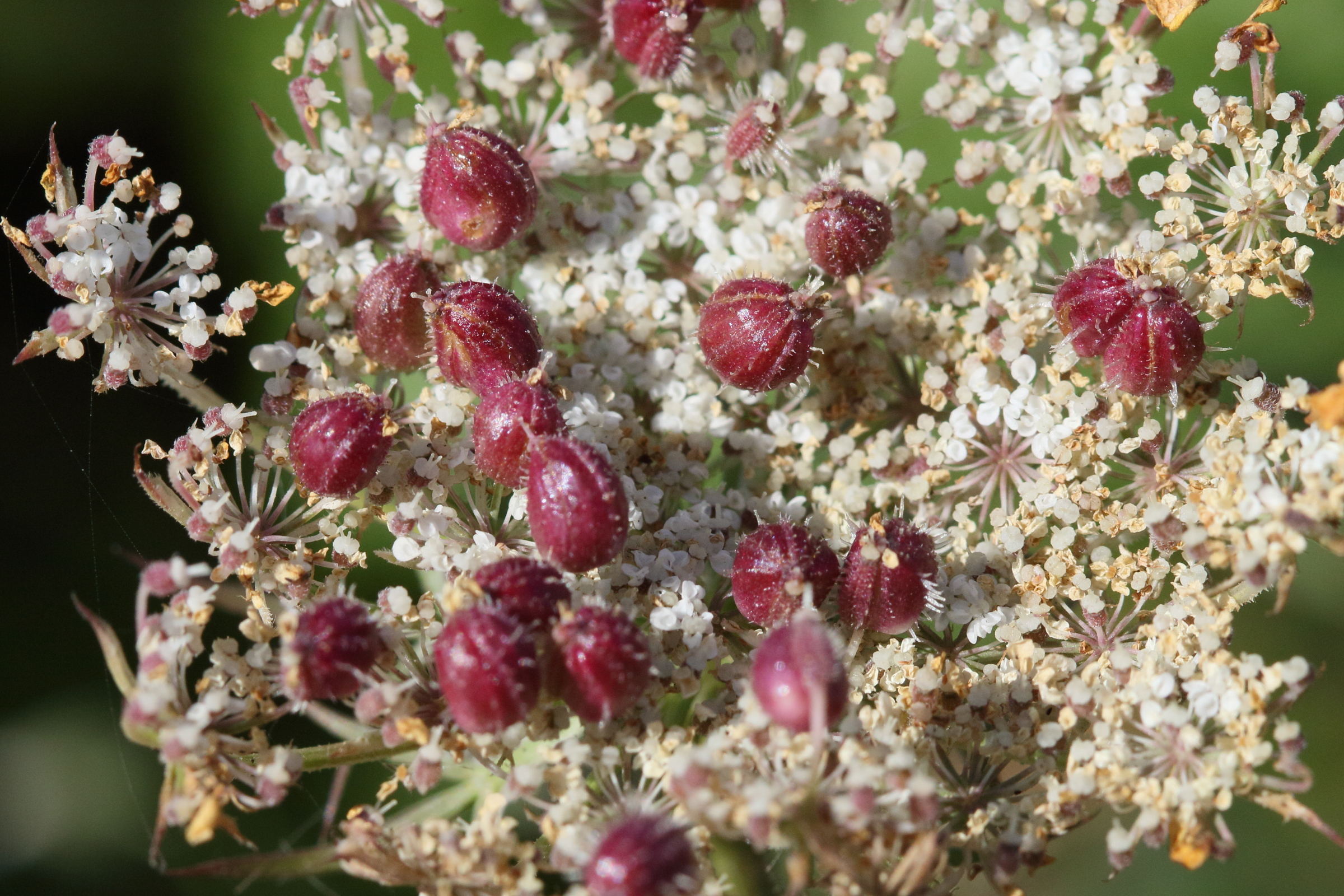 kiefferia_pericarpiicola_galle1md