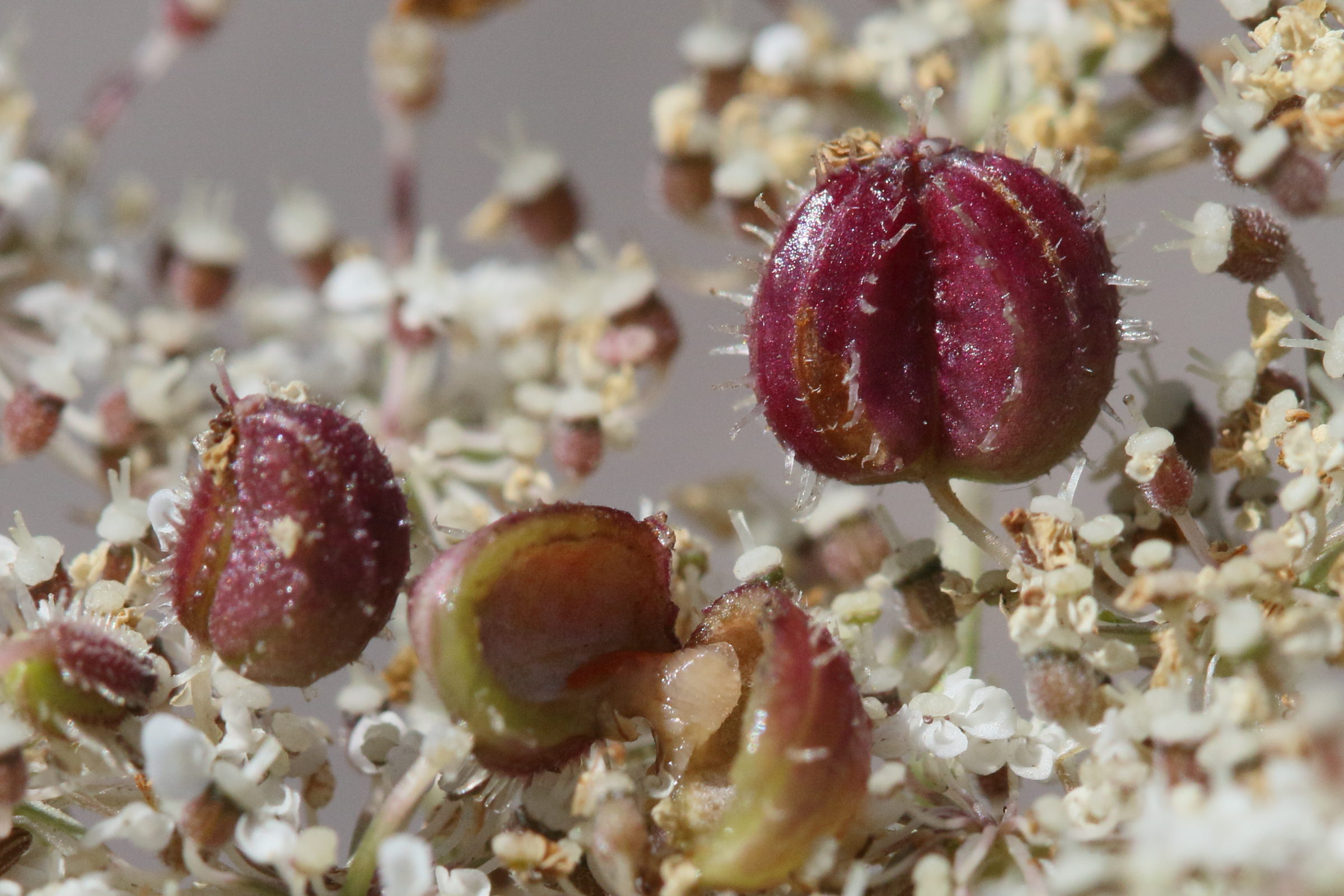 kiefferia_pericarpiicola_galle2md