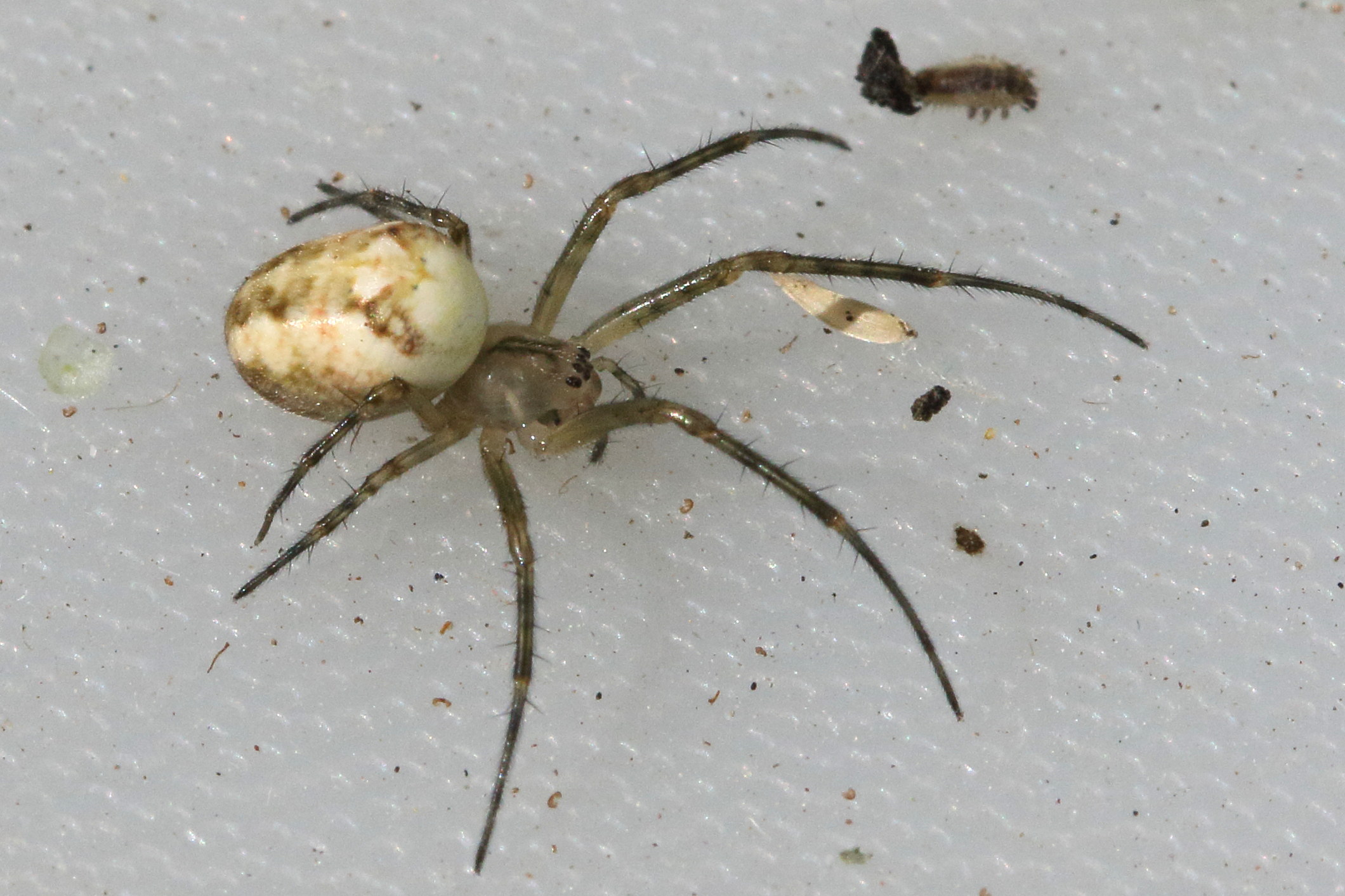 metellina_segmentata-mengei5md