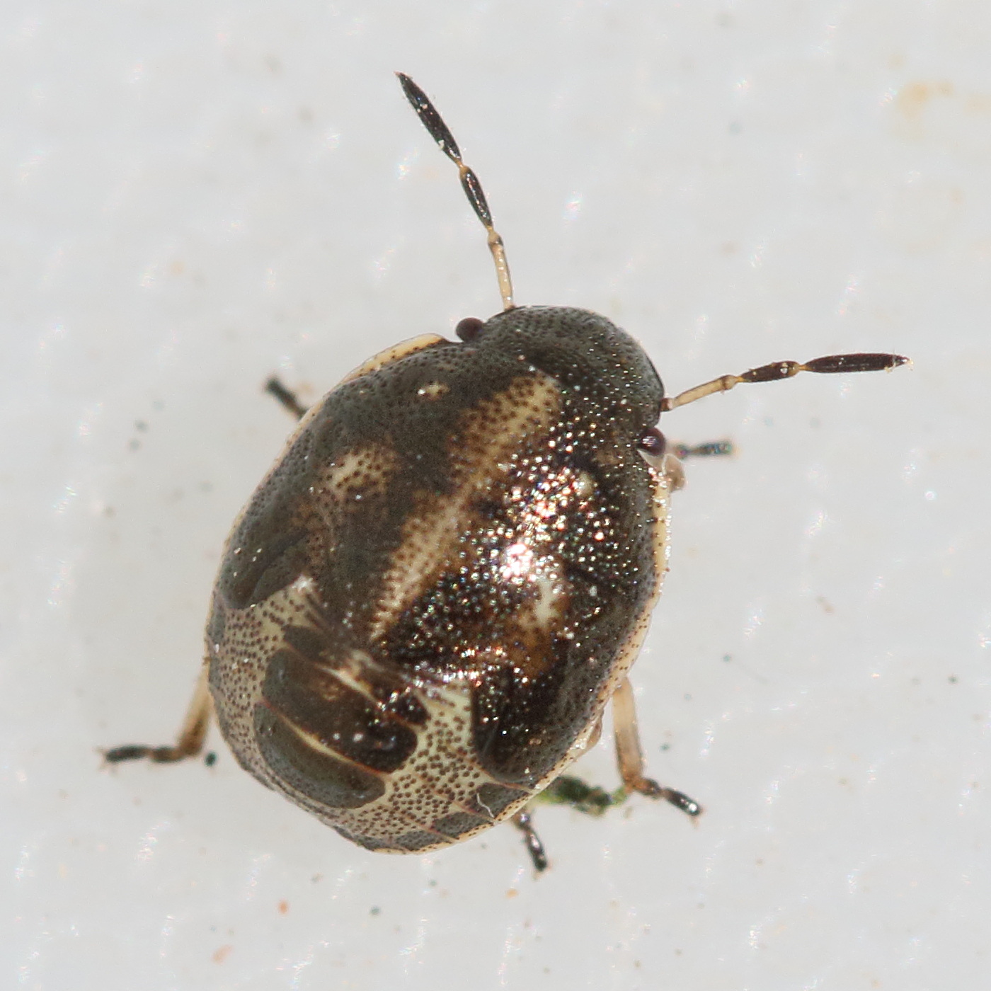 neotiglossa_pusilla_juv1md