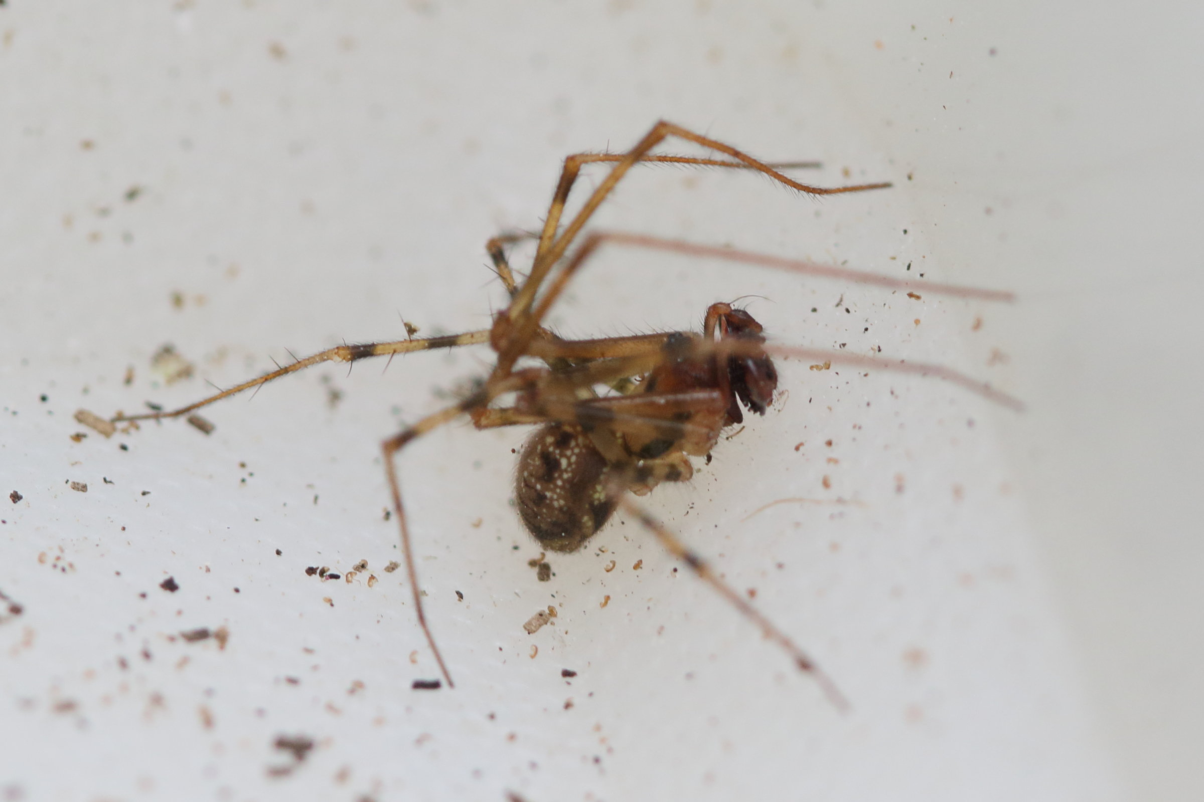 nesticus_cellulanus1md