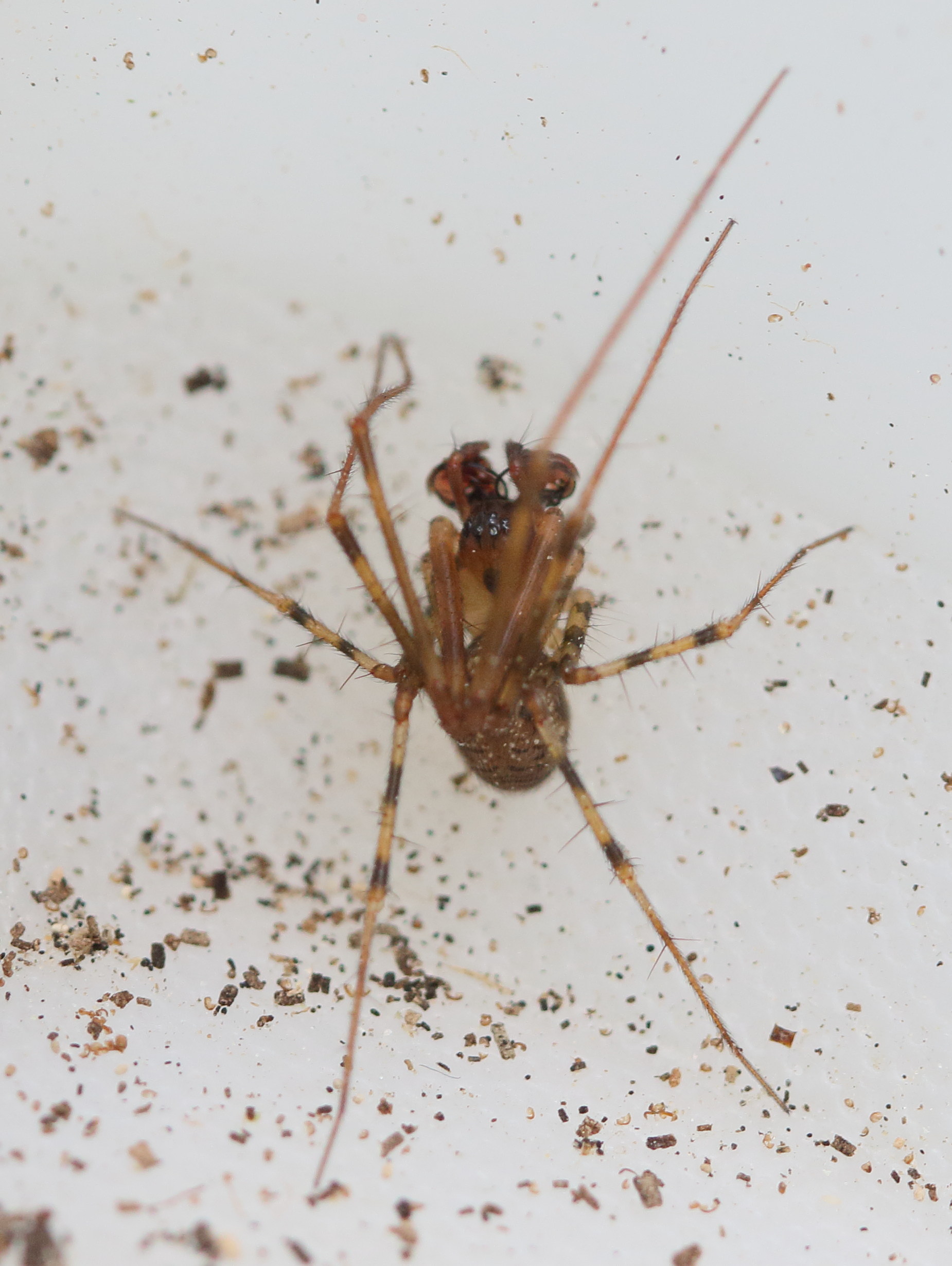 nesticus_cellulanus2md