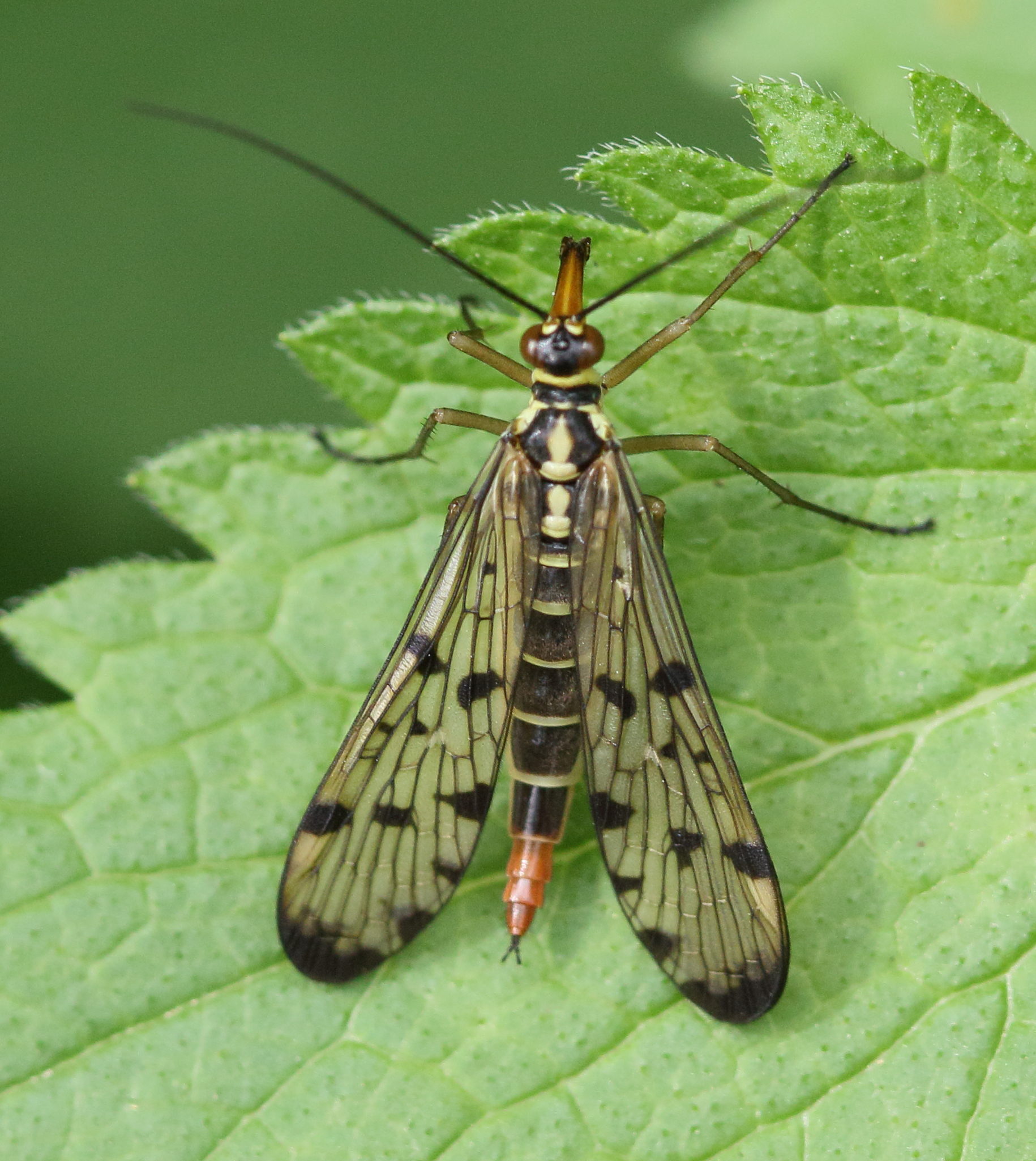 panorpa_germanica6md