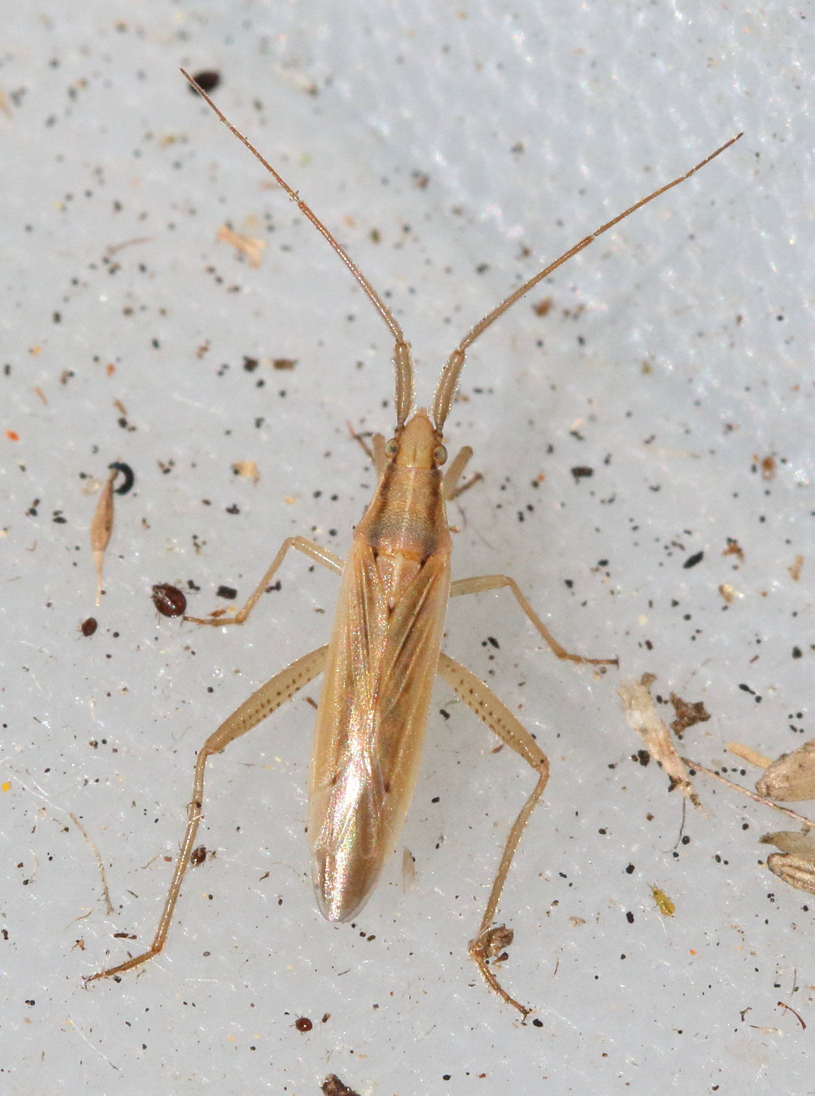 stenodema_laevigata1md