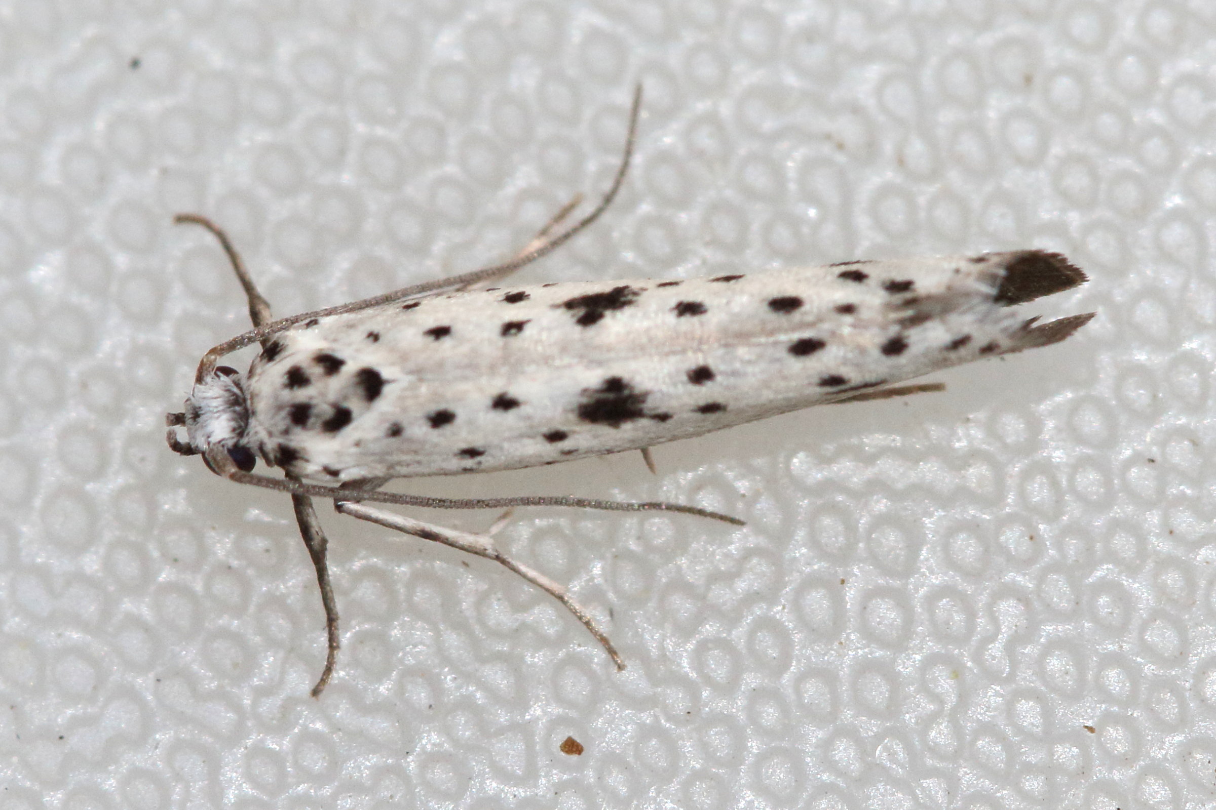 yponomeuta_plumbella1md