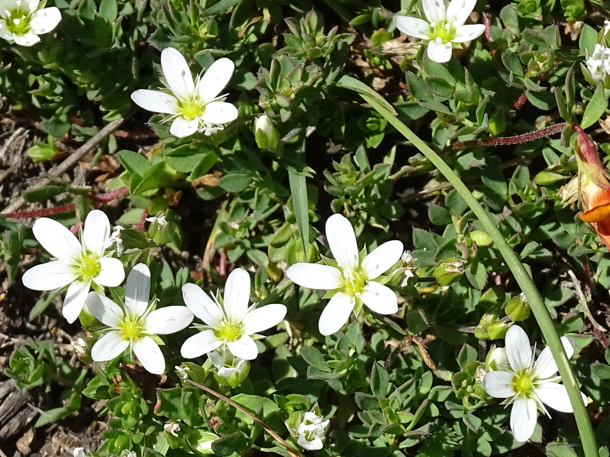 arenaria_ciliata2mv