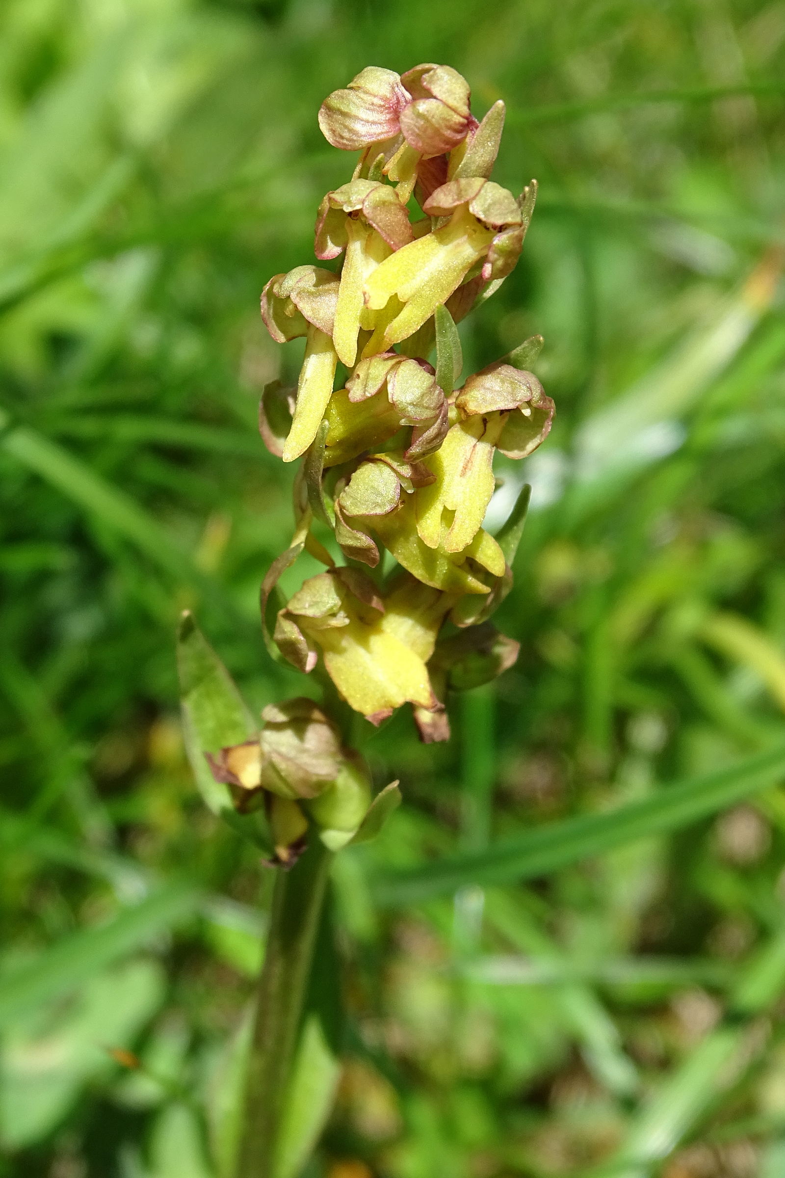 dactylorhiza_viridis7mv