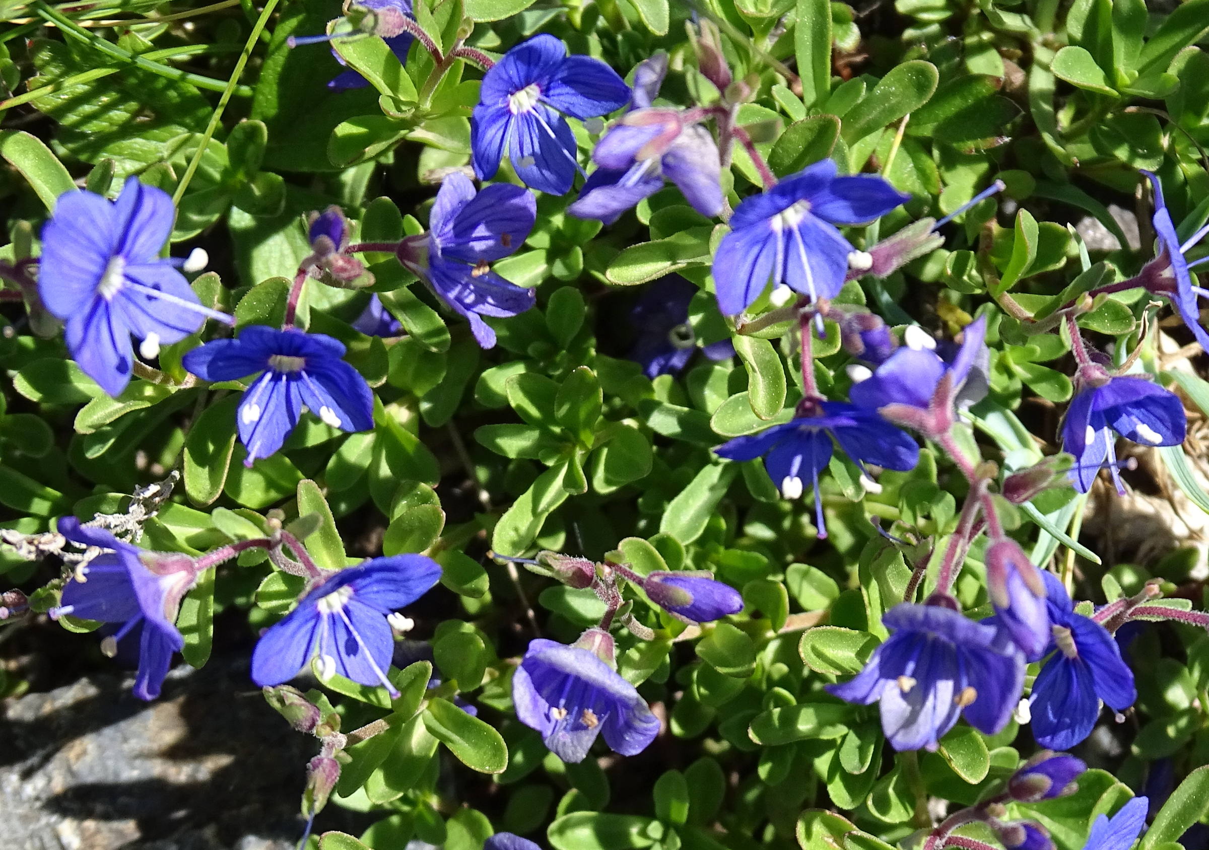 Afficher le média veronica_fruticans2mv veronica_fruticans2mv