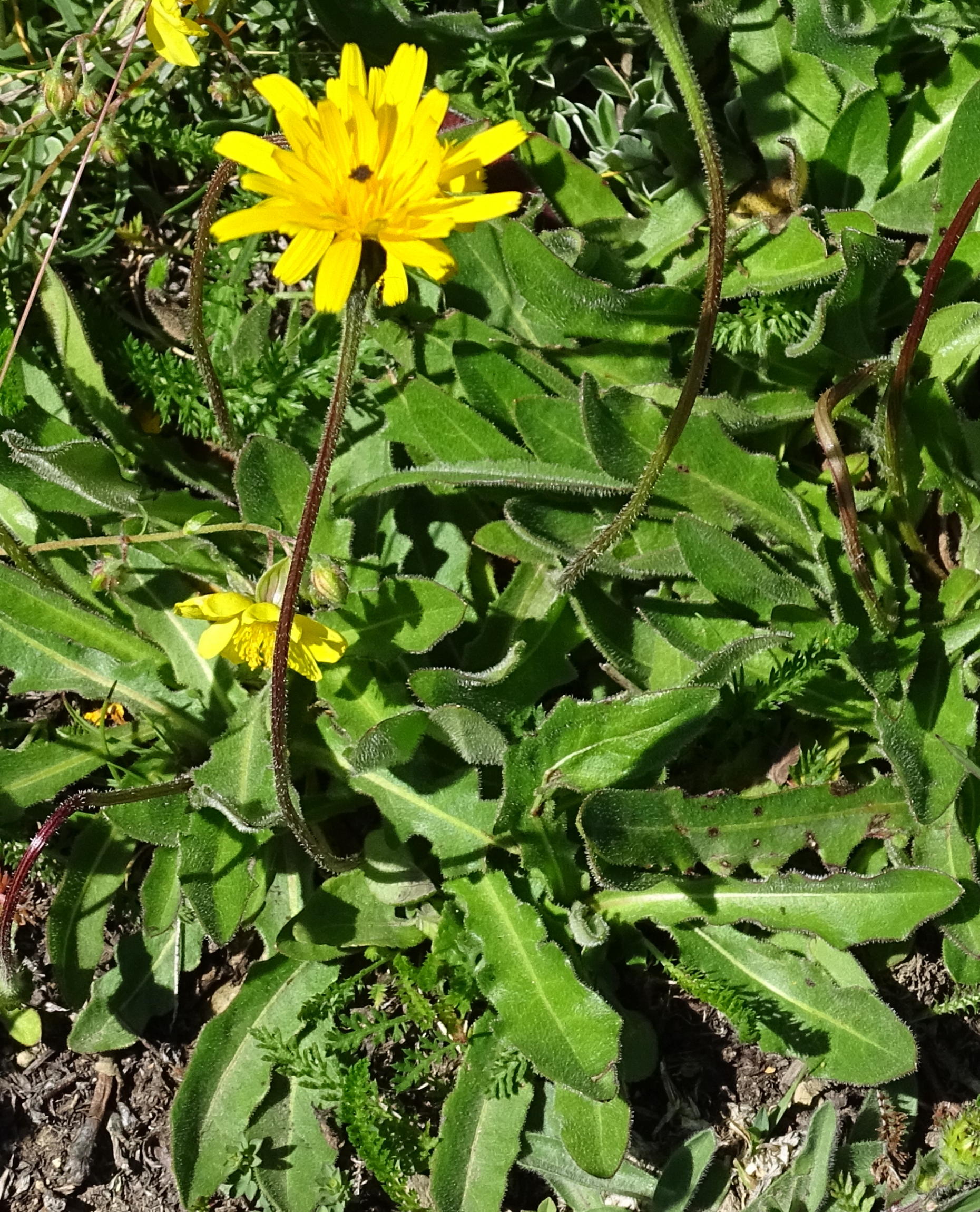 Afficher le média leontodon_hispidus1mv leontodon_hispidus1mv