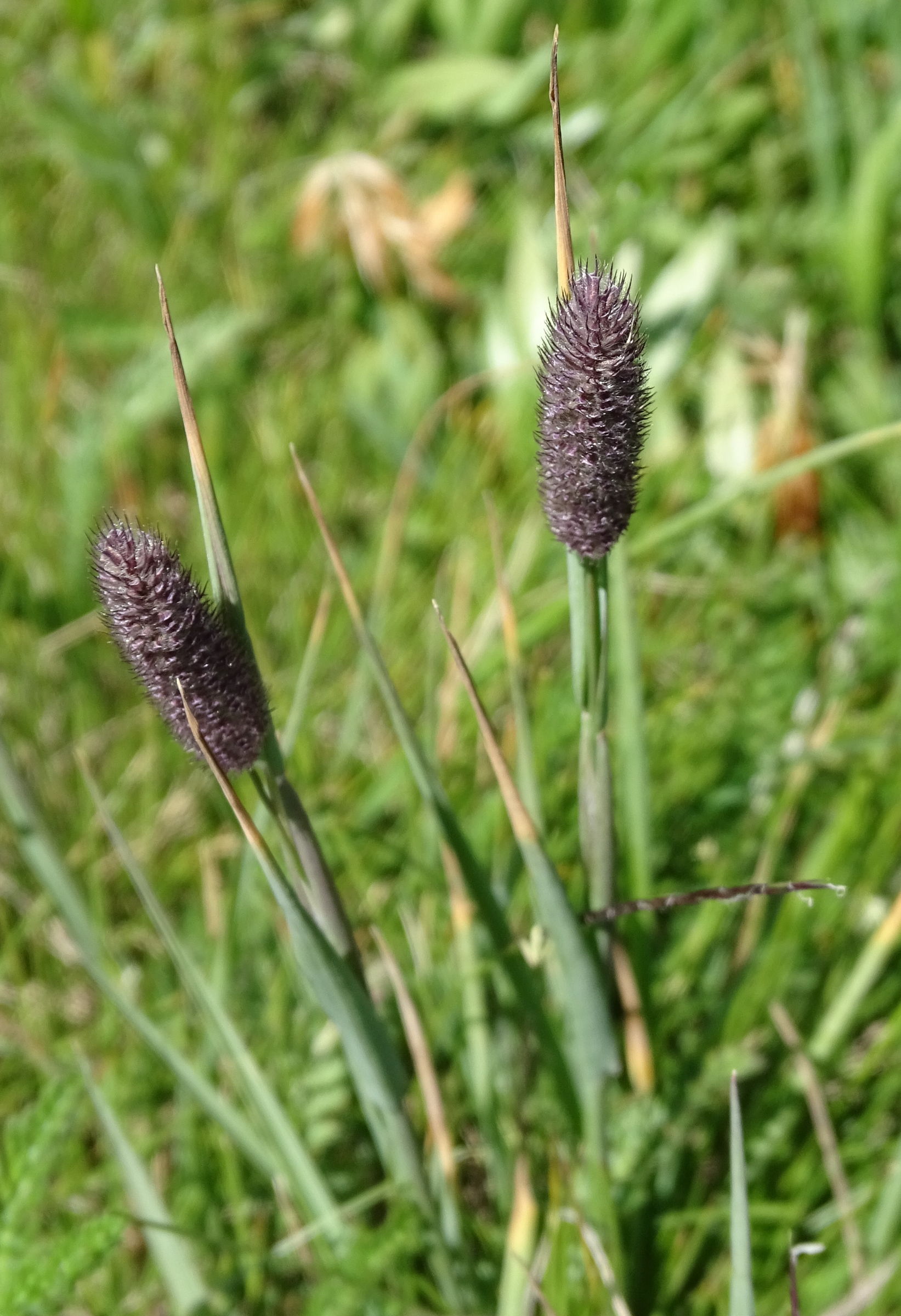 phleum_alpinum2mv